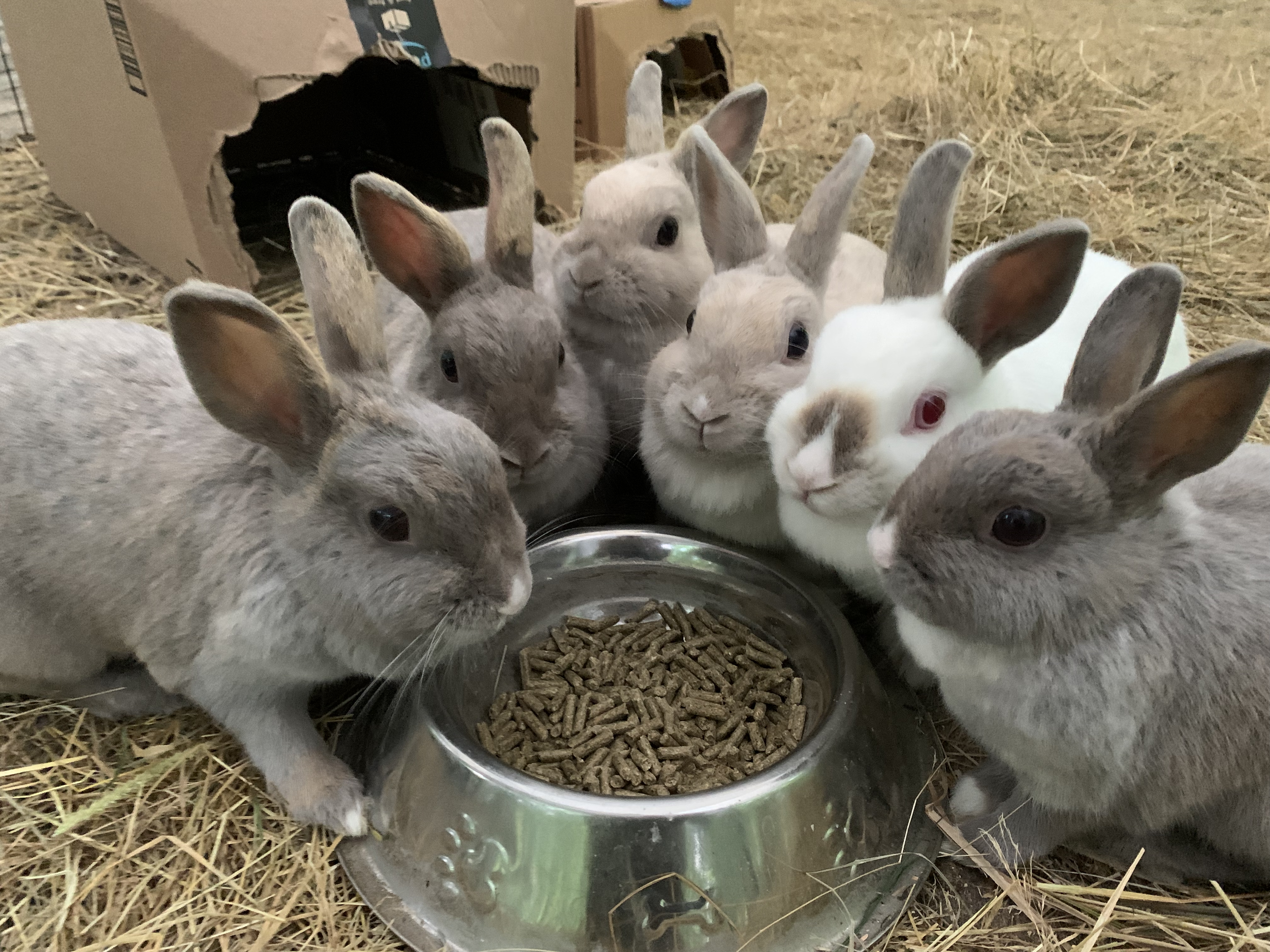 Eight rabbits gathered around a metal bowl filled with pellets, with hay on the ground and a cardboard box in the background.