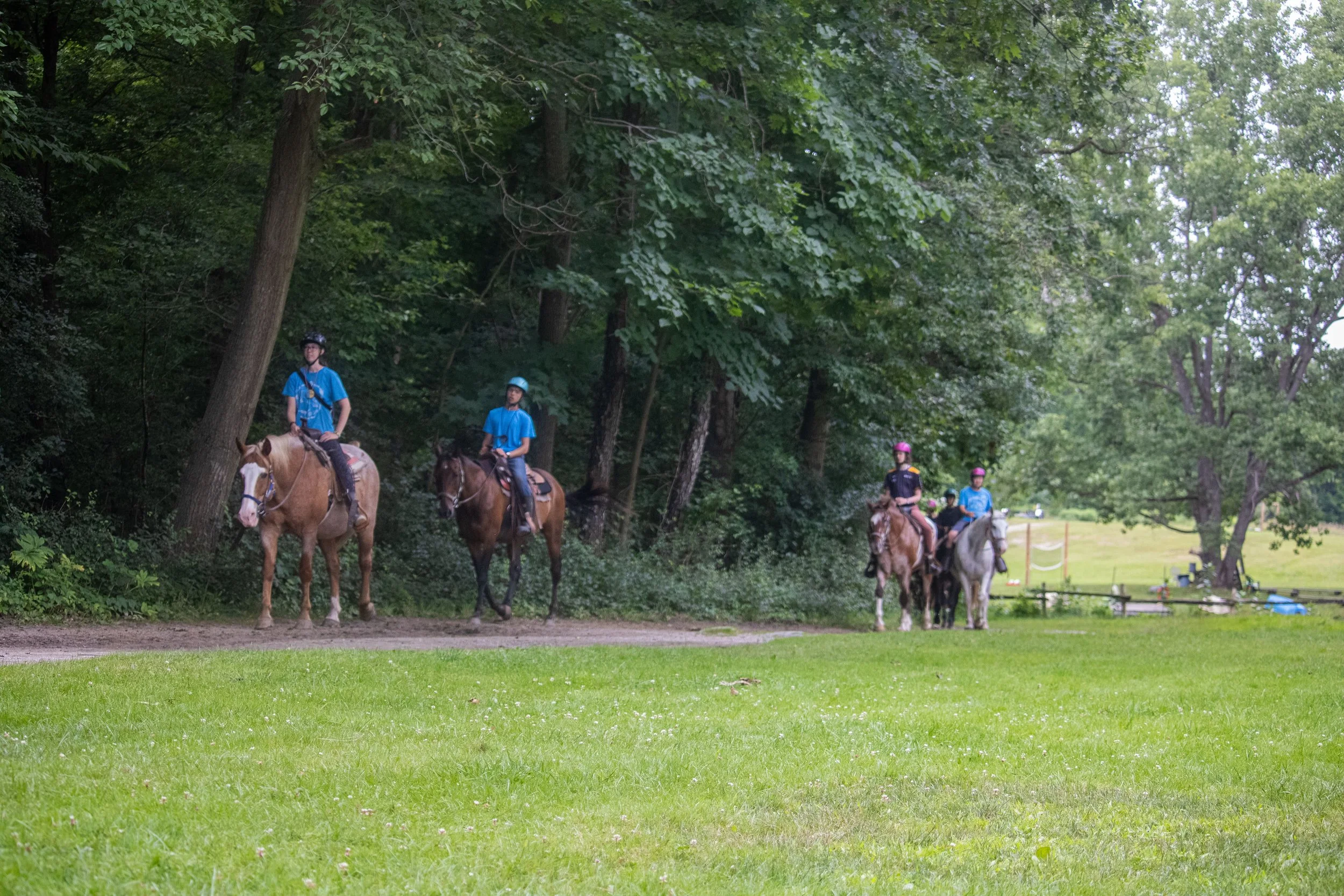 Four people riding horses along a wooded trail, with trees and grassy field in the background.