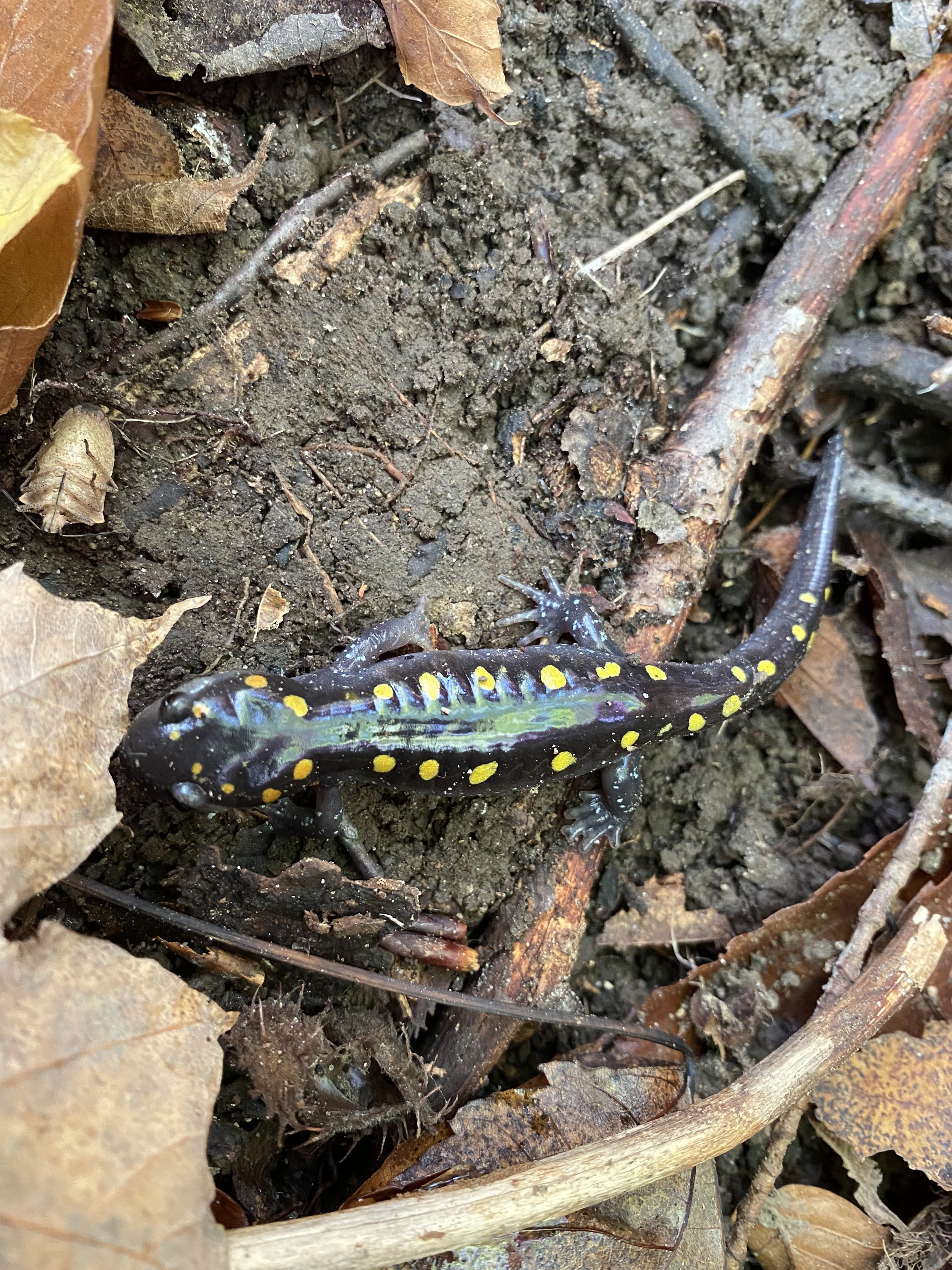 A black salamander with yellow spots on its body, resting on damp soil among fallen leaves and twigs.