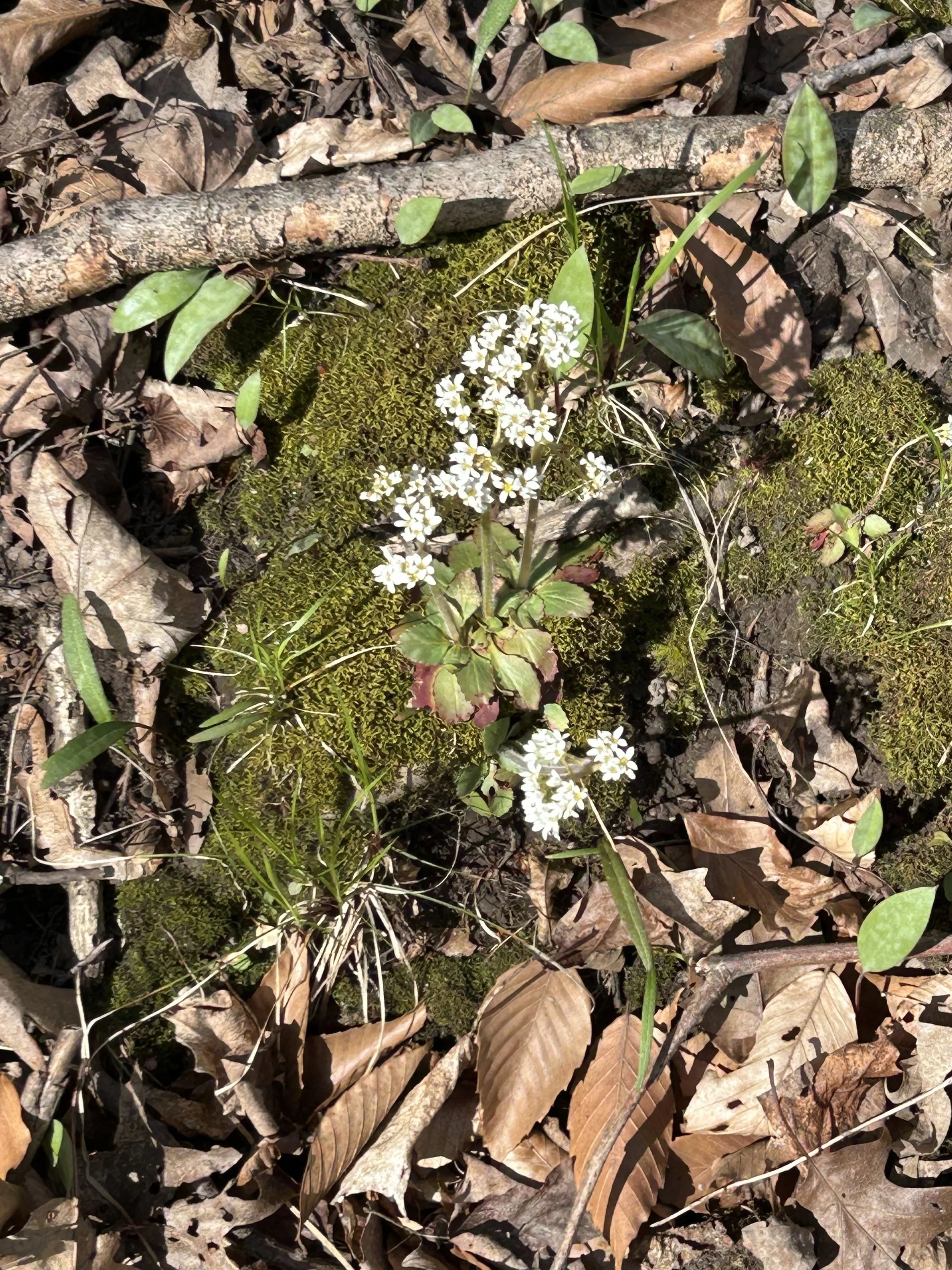 Small white flowers growing among moss, fallen leaves, and twigs on the forest floor.