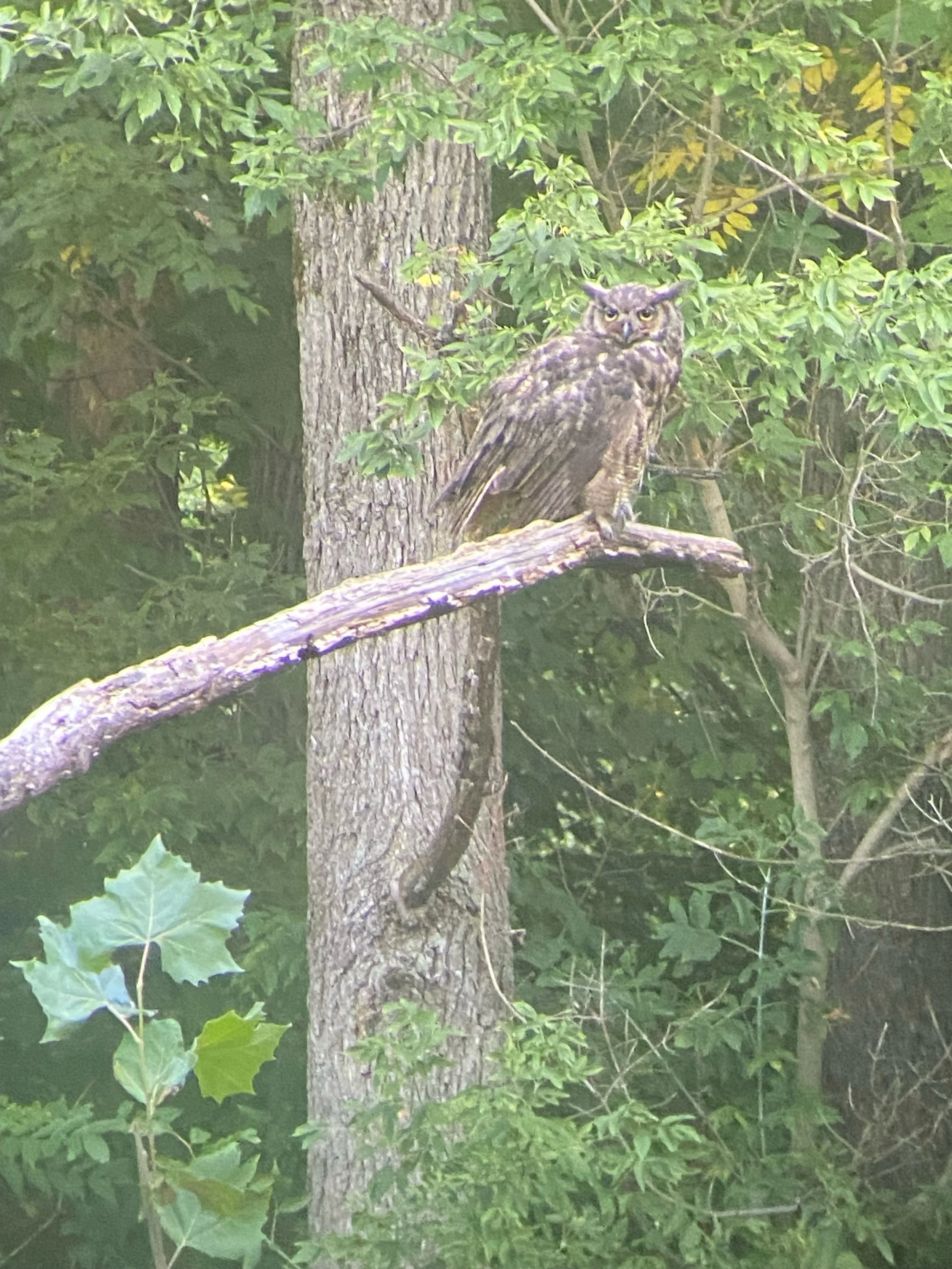 A brown owl with yellow eyes perched on a horizontal tree branch in a green, leafy forest.