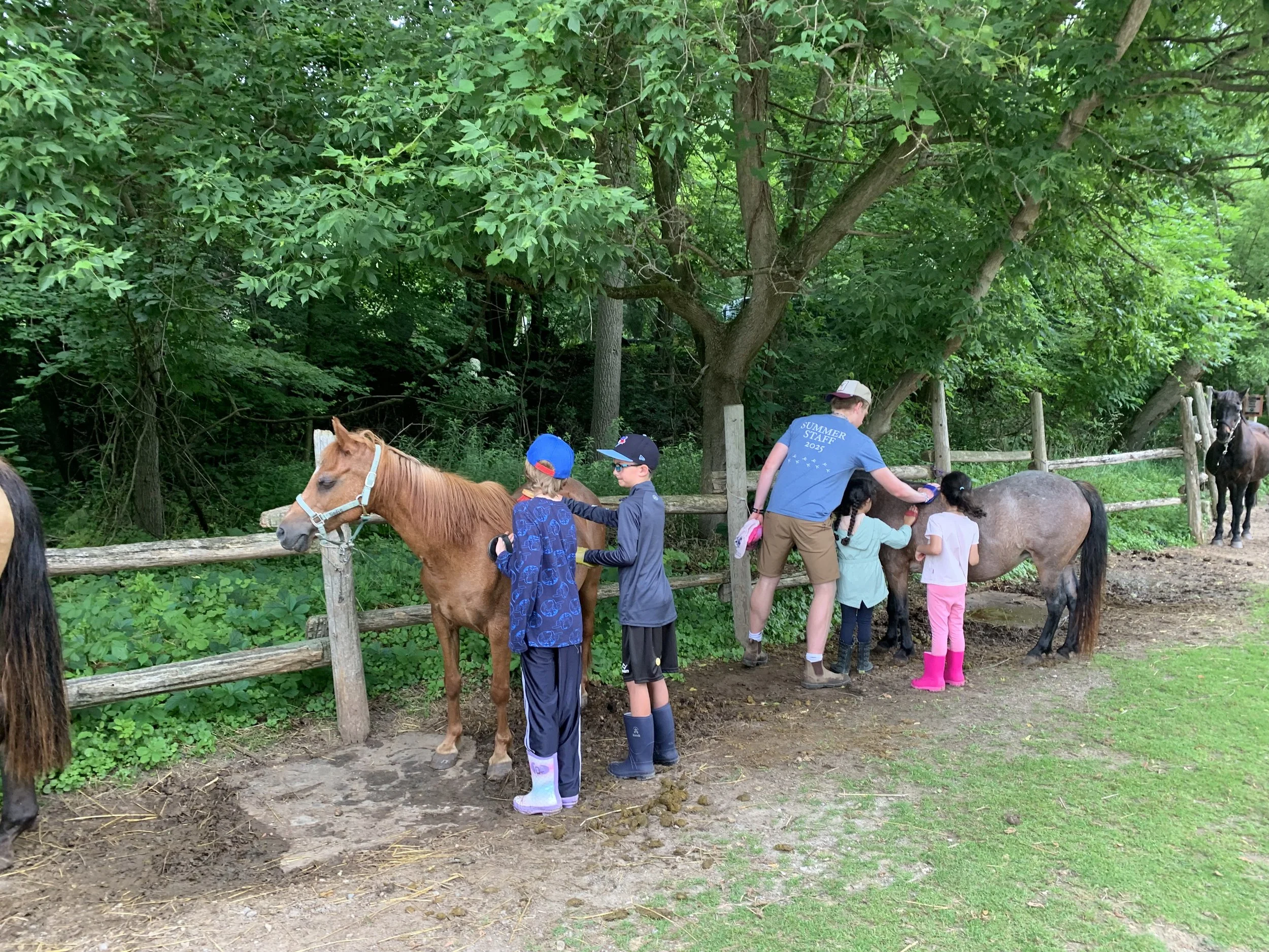 Children and adults brushing horses in a wooded outdoor area with a wooden fence.