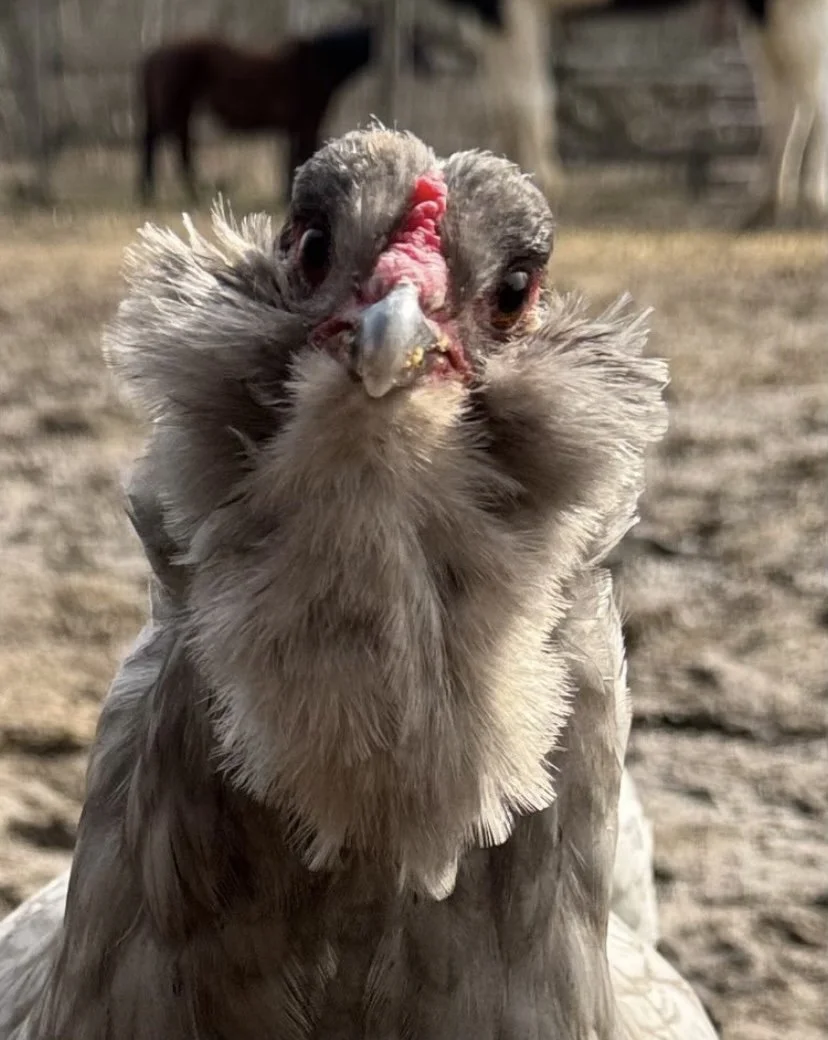 Close-up of a bird with a red face and gray feathers, with a curious expression, standing on the ground with a blurred background of other animals.