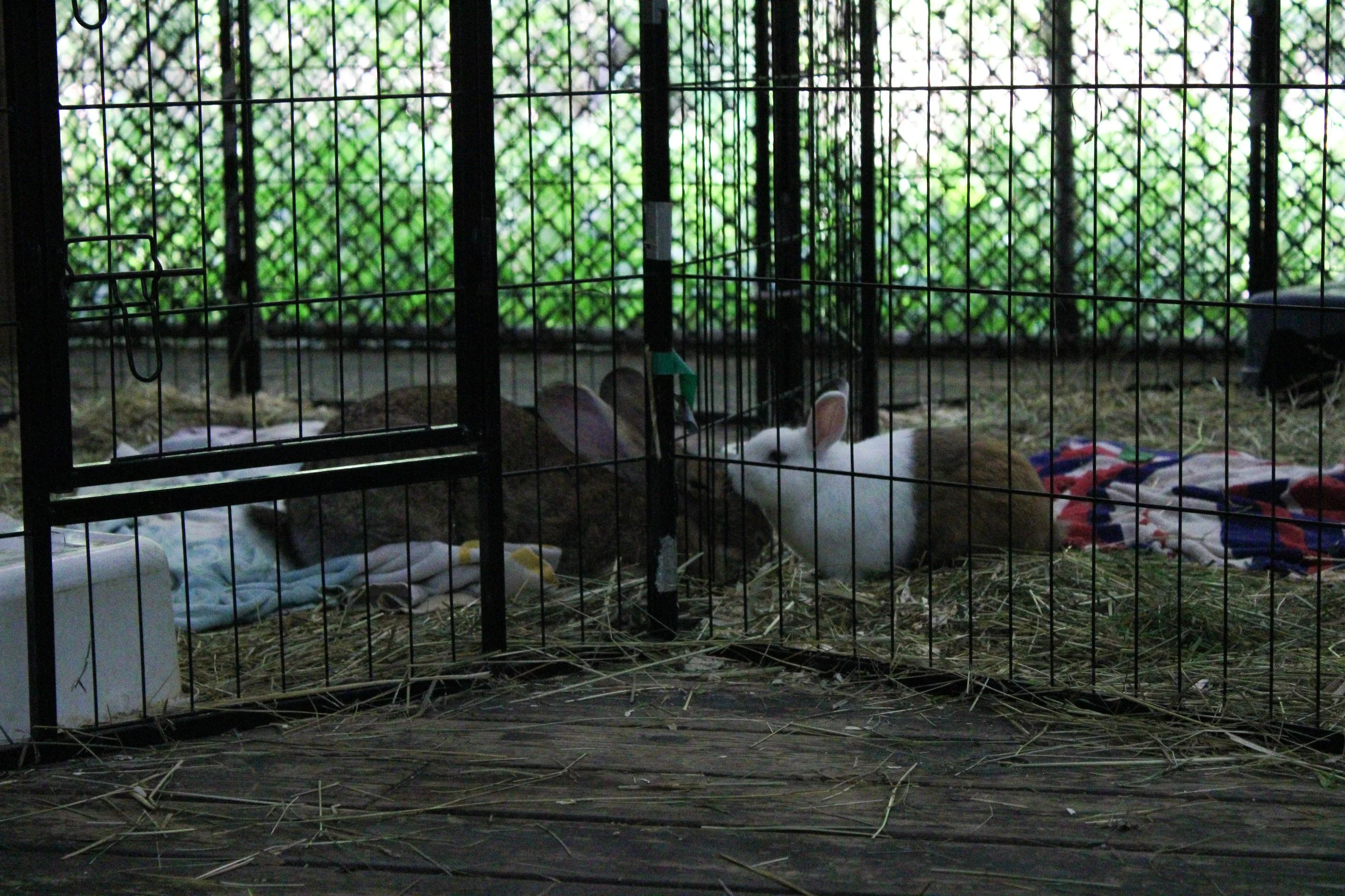 Two rabbits in a cage with straw bedding, blankets, and a white plastic container, against a background of green foliage.
