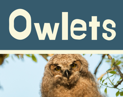 Close-up image of a young owl with a background of tree branches and blue sky.
