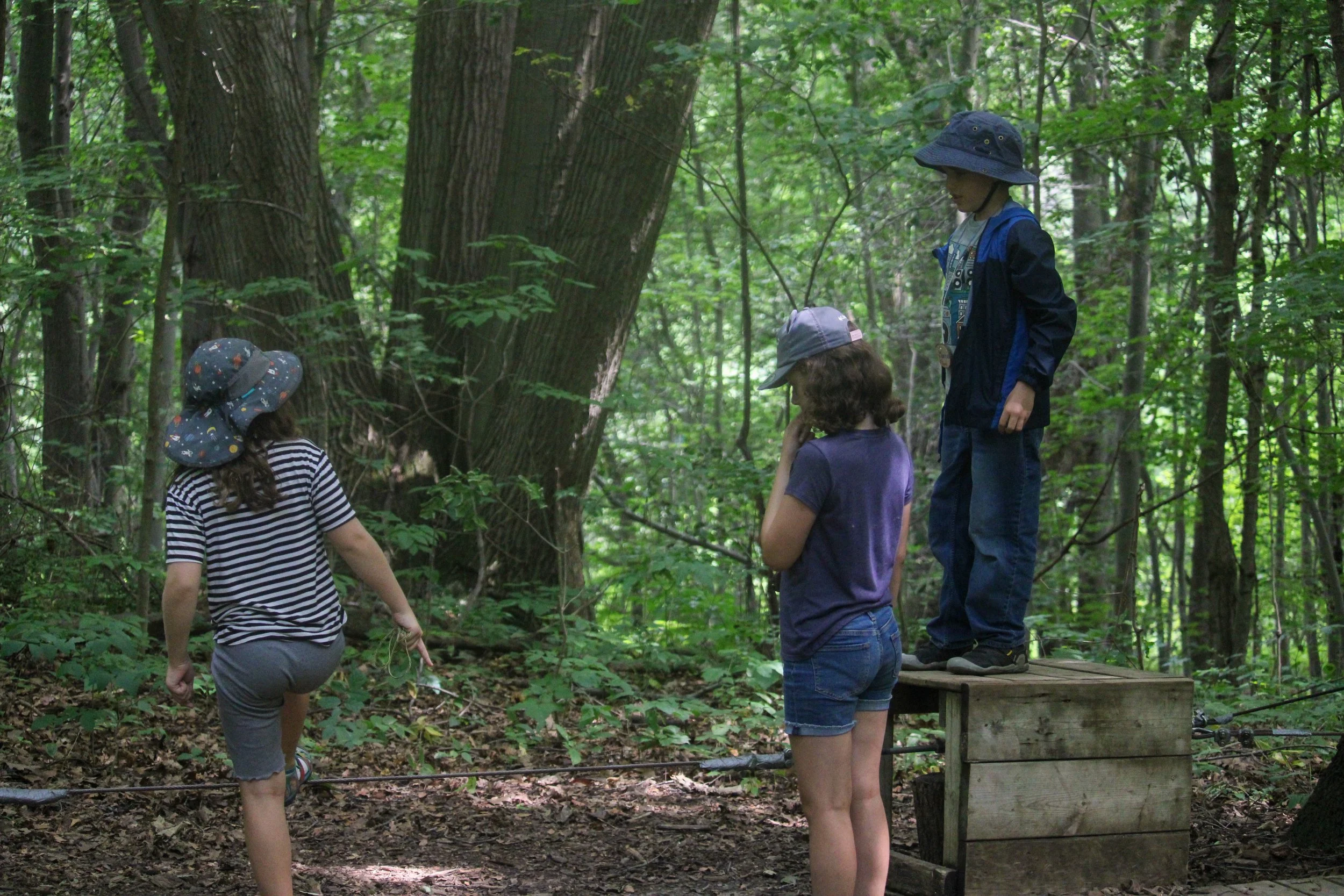 Four children in a forest, with one standing on a wooden platform, two standing nearby, and one walking on a rope bridge.