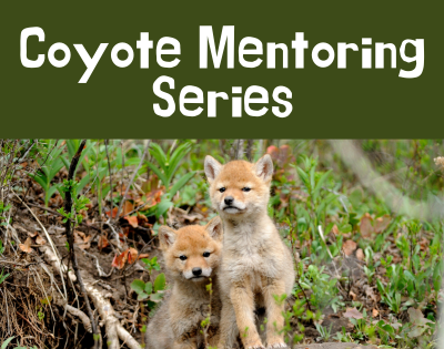 A poster for the Coyote Mentoring Series featuring two young coyote pups in a grassy and wooded outdoor setting.
