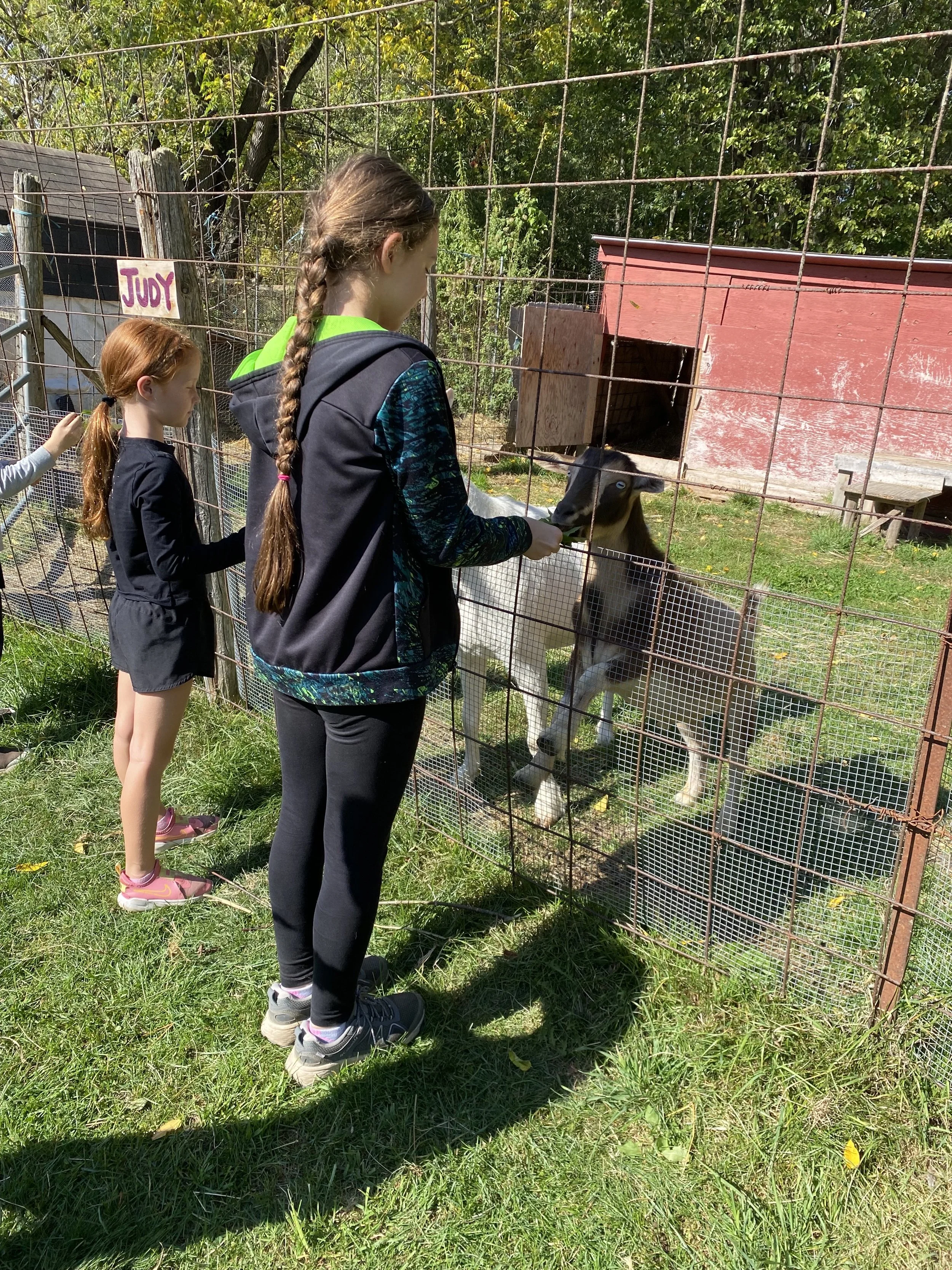 Three girls in a fenced outdoor animal enclosure, feeding a goat through the fence, with a red barn in the background.
