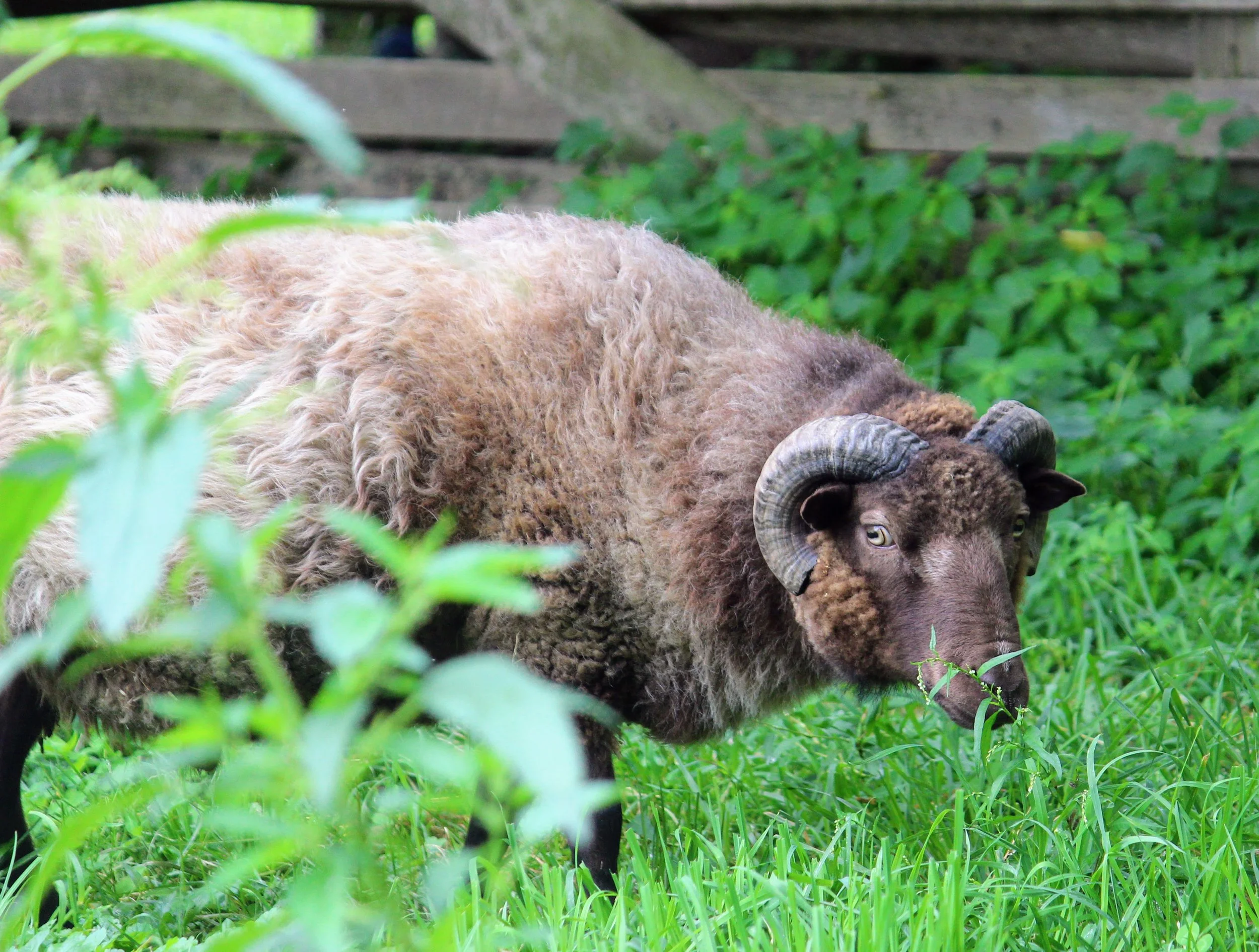 A bighorn sheep grazing on green grass in a grassy area with a wooden fence and greenery in the background.