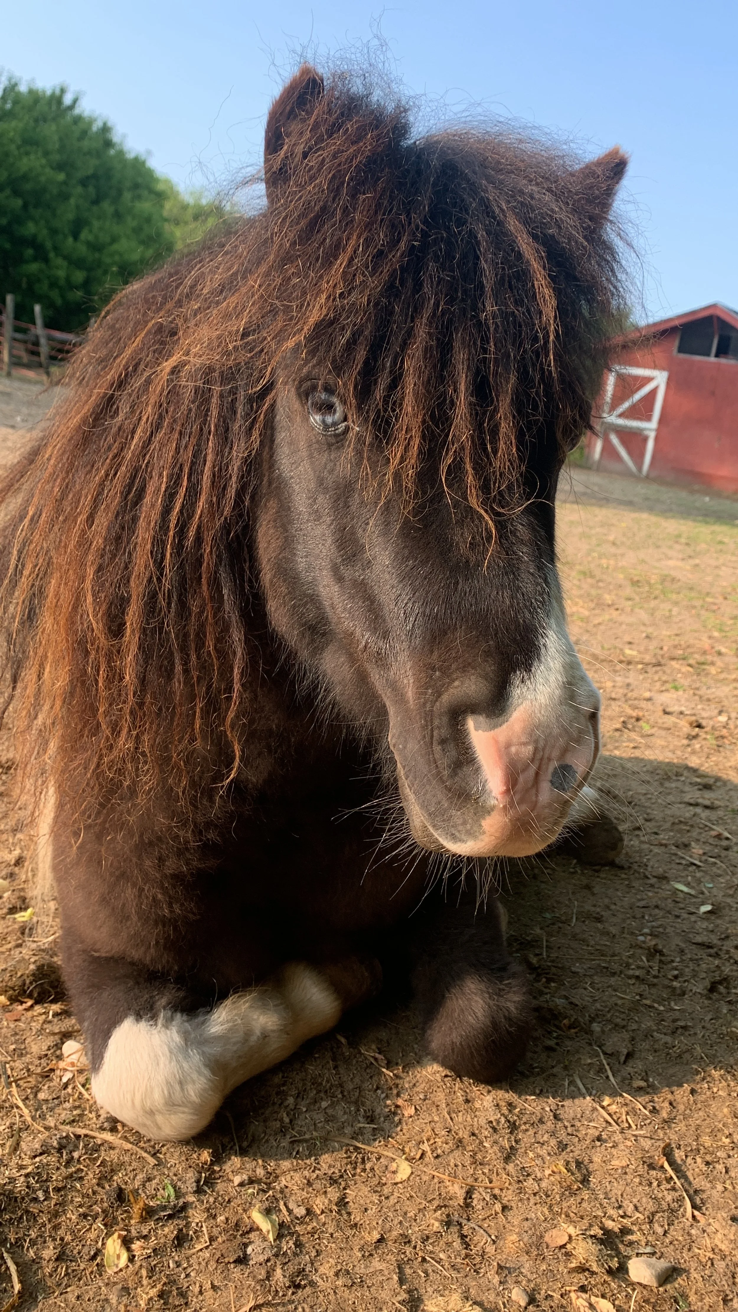 A close-up of a small black Shetland pony with a shaggy brown mane, lying on the dirt ground on a farm, with a red barn and green trees in the background under a blue sky.
