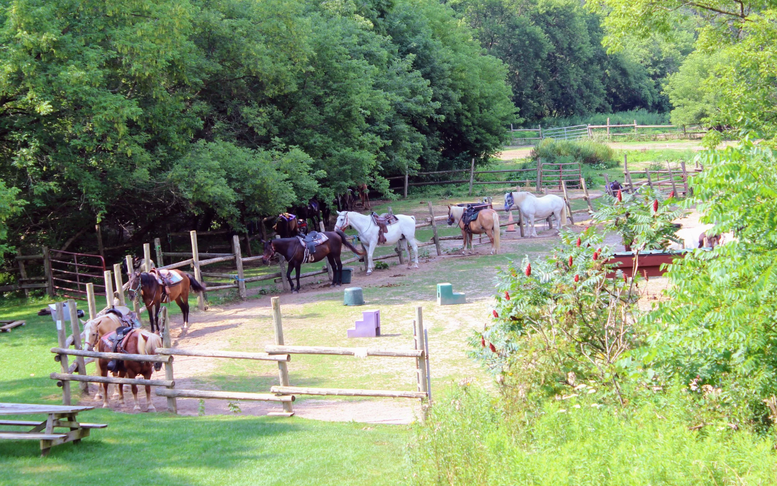 Several horses tied to a fence in a green outdoor area surrounded by trees, with some riding gear on the horses and a few small objects scattered around.