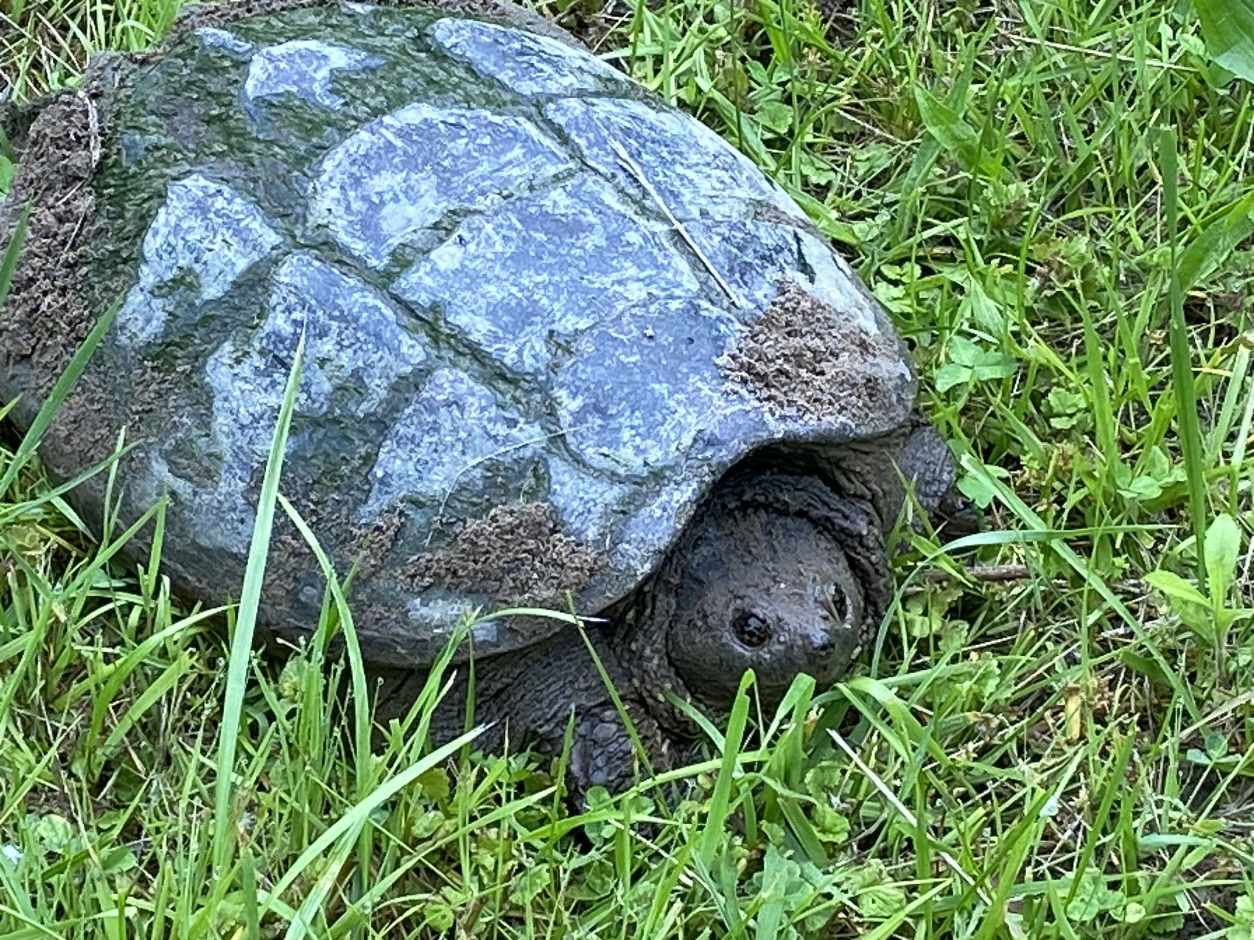 A large turtle with a blue-gray shell and a small head, moving through green grass.