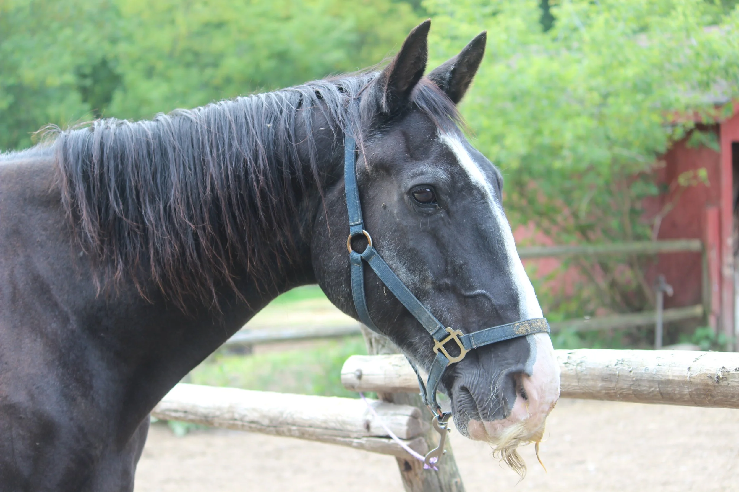 A black horse with a white stripe on its face, standing near a wooden fence with green trees and a red barn in the background.