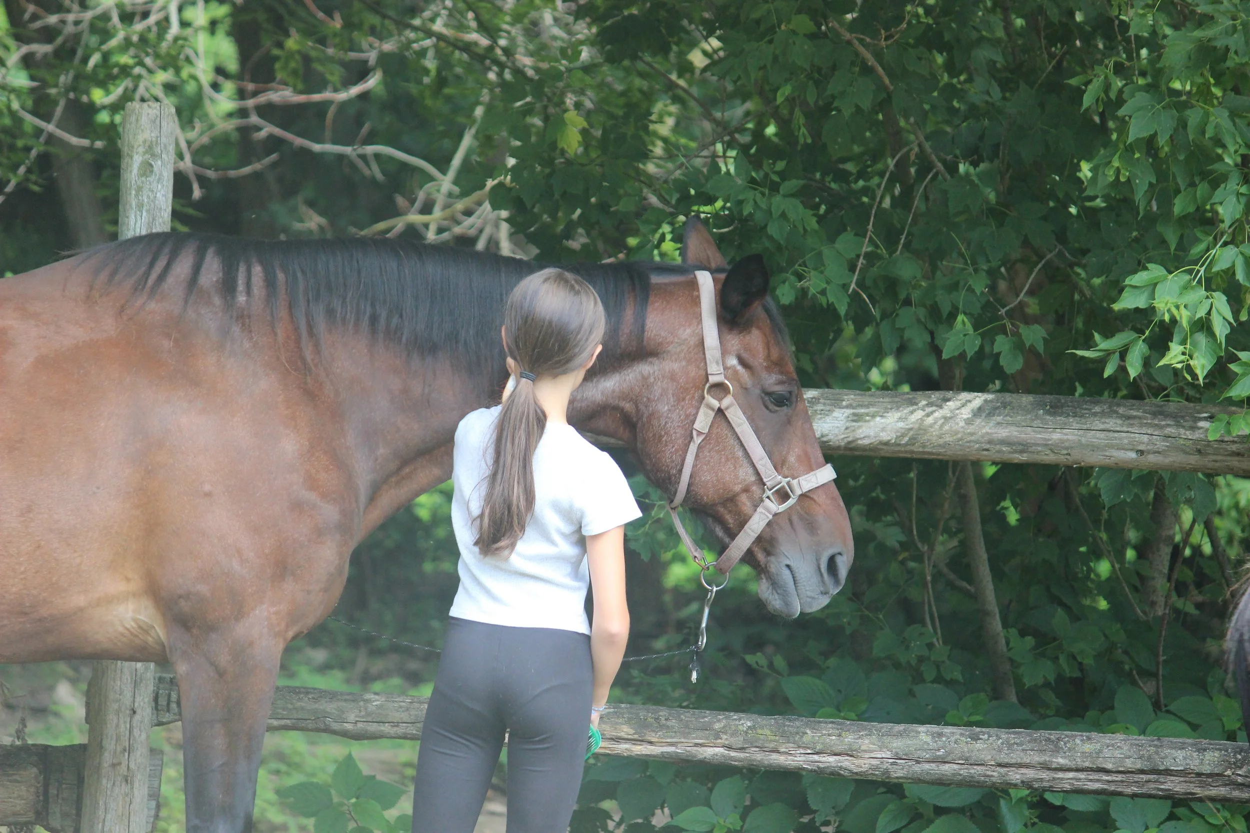 A girl with long brown hair tied in a ponytail, wearing a white shirt and black pants, standing next to a brown horse with black mane, leaning against a wooden fence and surrounded by green foliage.
