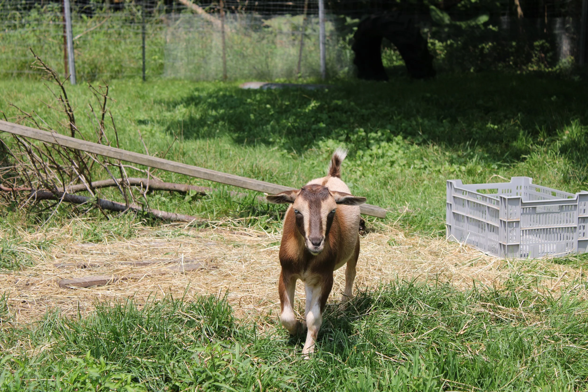 Young goat walking towards the camera in a grassy farm enclosure with trees and a fence in the background.