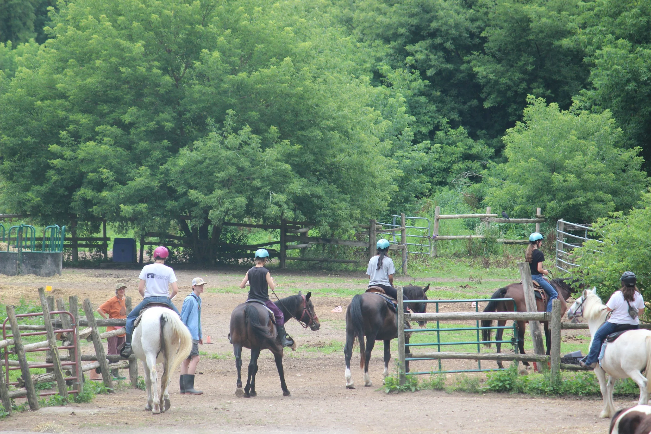 Children riding and learning to ride horses in an outdoor paddock surrounded by trees and fencing.