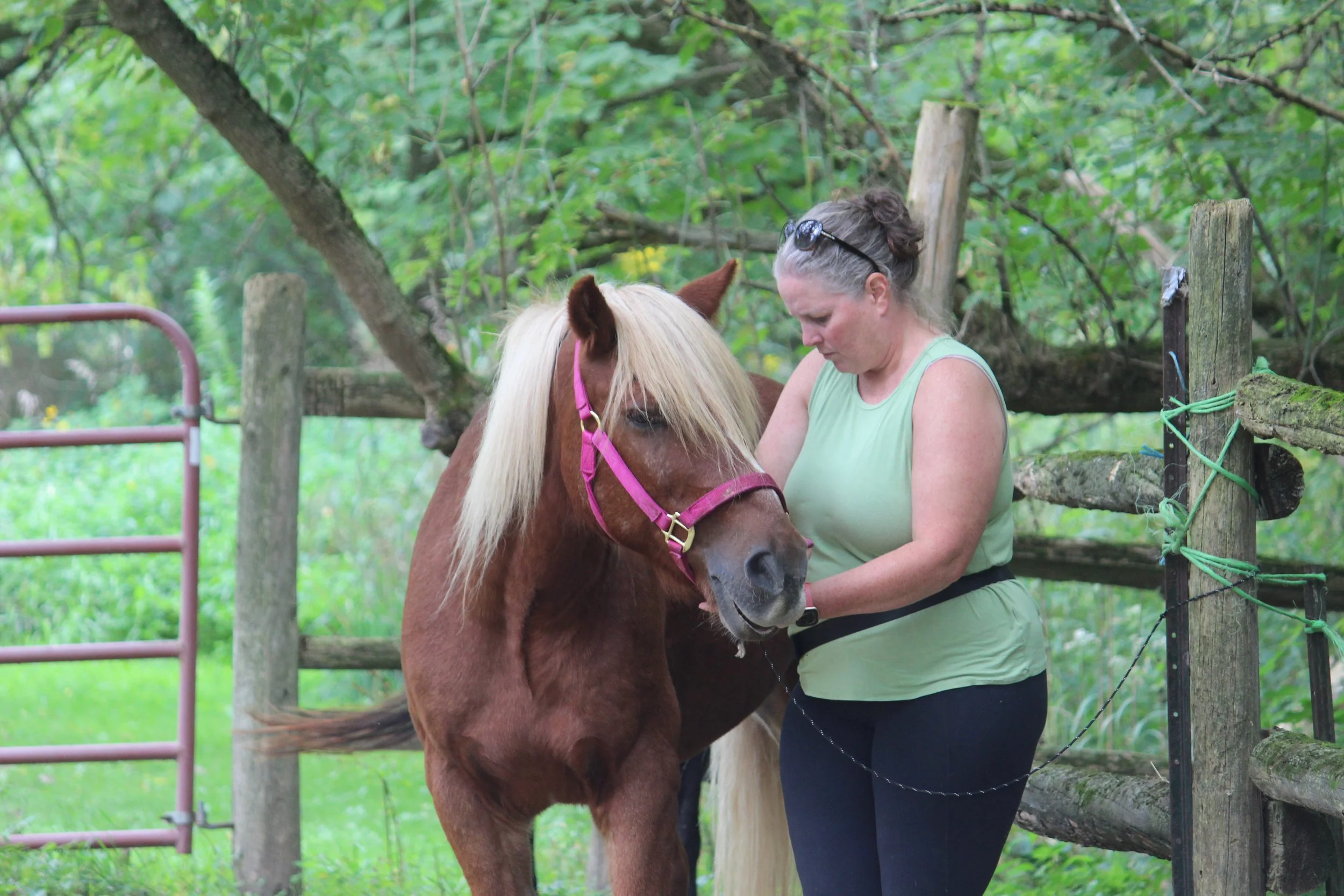 A woman with sunglasses on her head grooming a brown horse with a blonde mane in a green outdoor setting with trees and a wooden fence.
