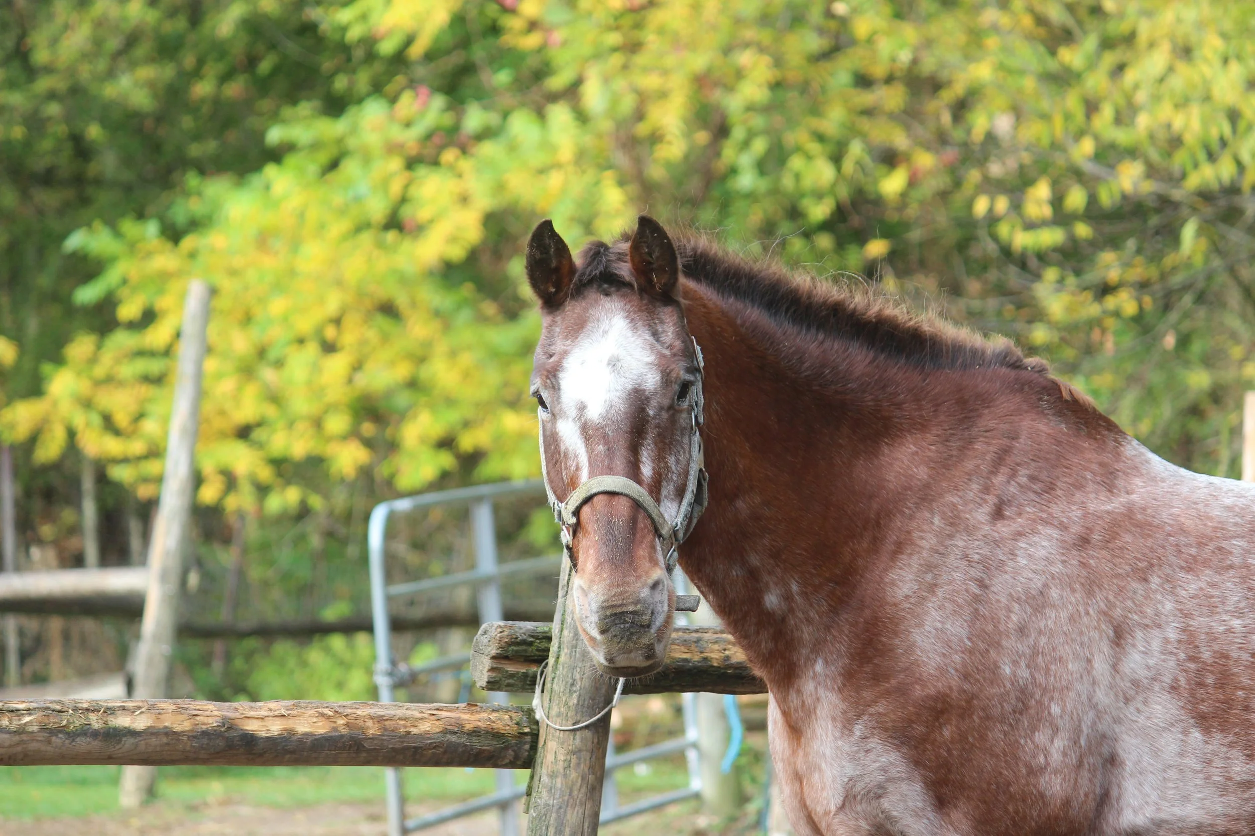 A brown horse with a white face standing near a wooden fence in a green outdoor area surrounded by trees with yellow and green leaves.