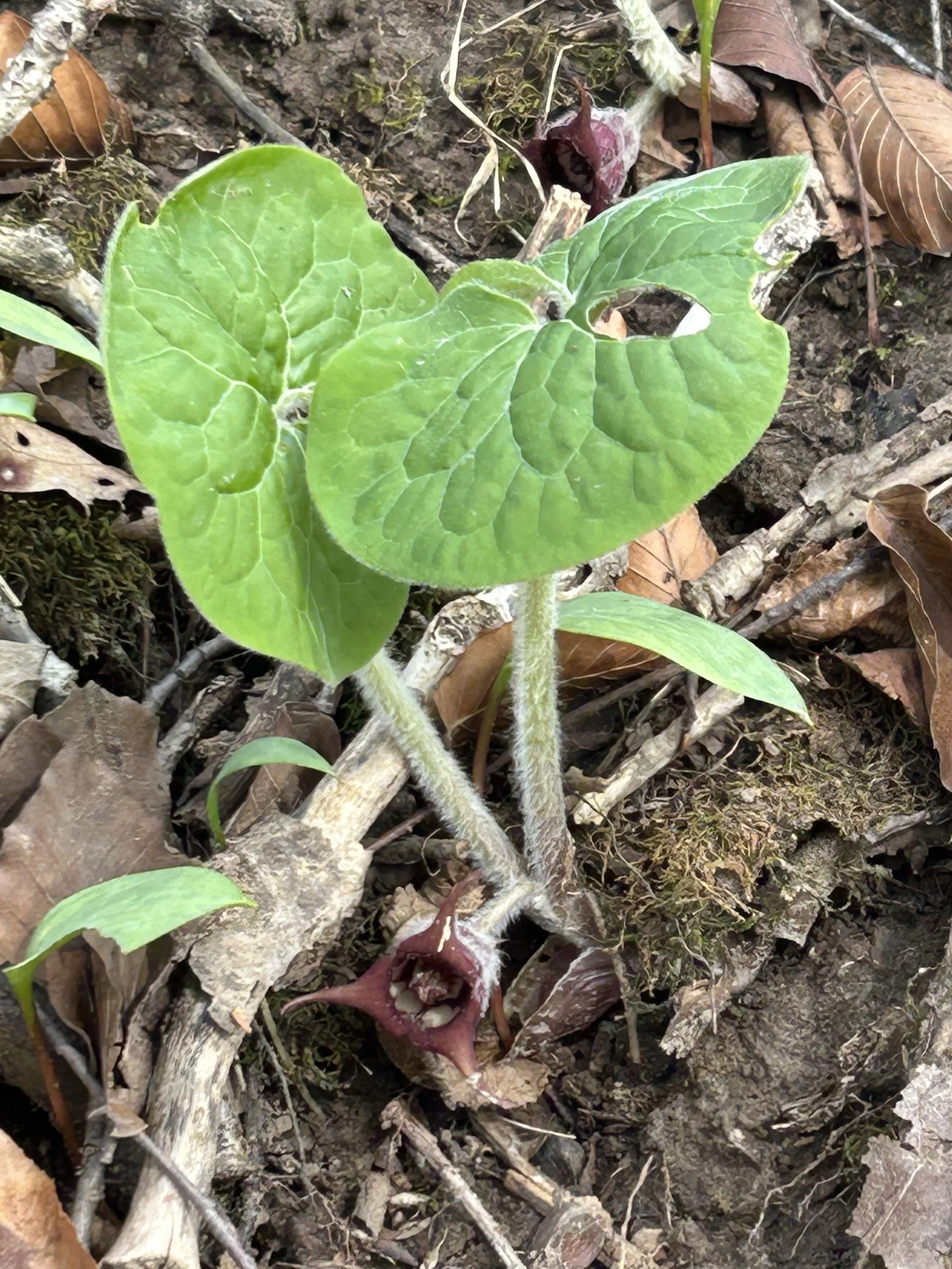 Green sprouting plant emerging from soil with brown leaves and twigs around.