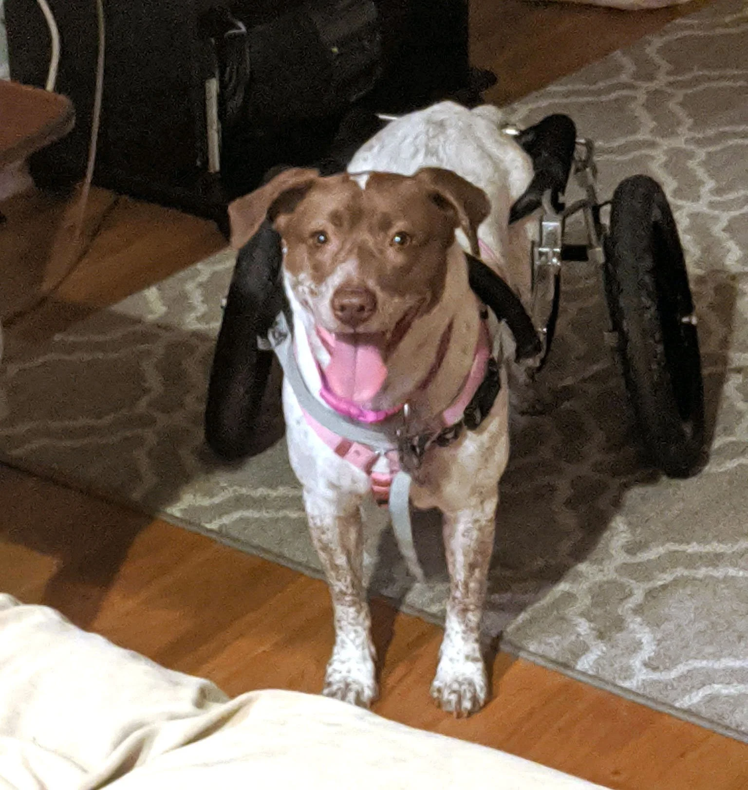 A happy dog with a brown and white coat, wearing a pink harness, standing on a patterned rug and smiling with its tongue out. There is a wheelchair attached to the dog, indicating it has mobility challenges.