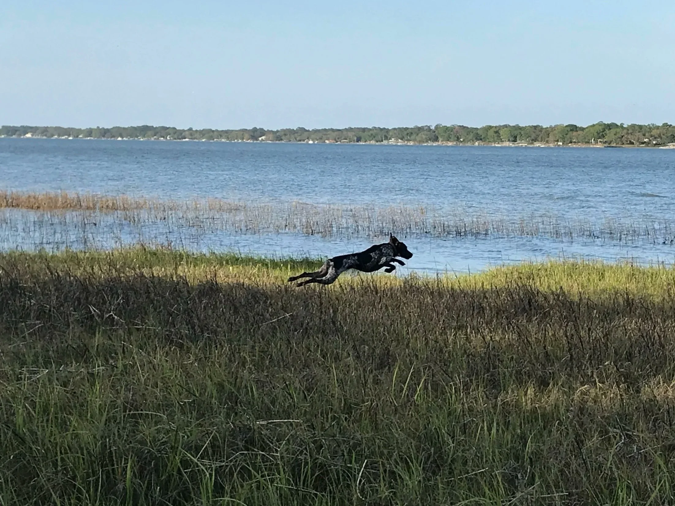 Dog running and jumping through grassy area near a body of water with a distant tree-lined shoreline.