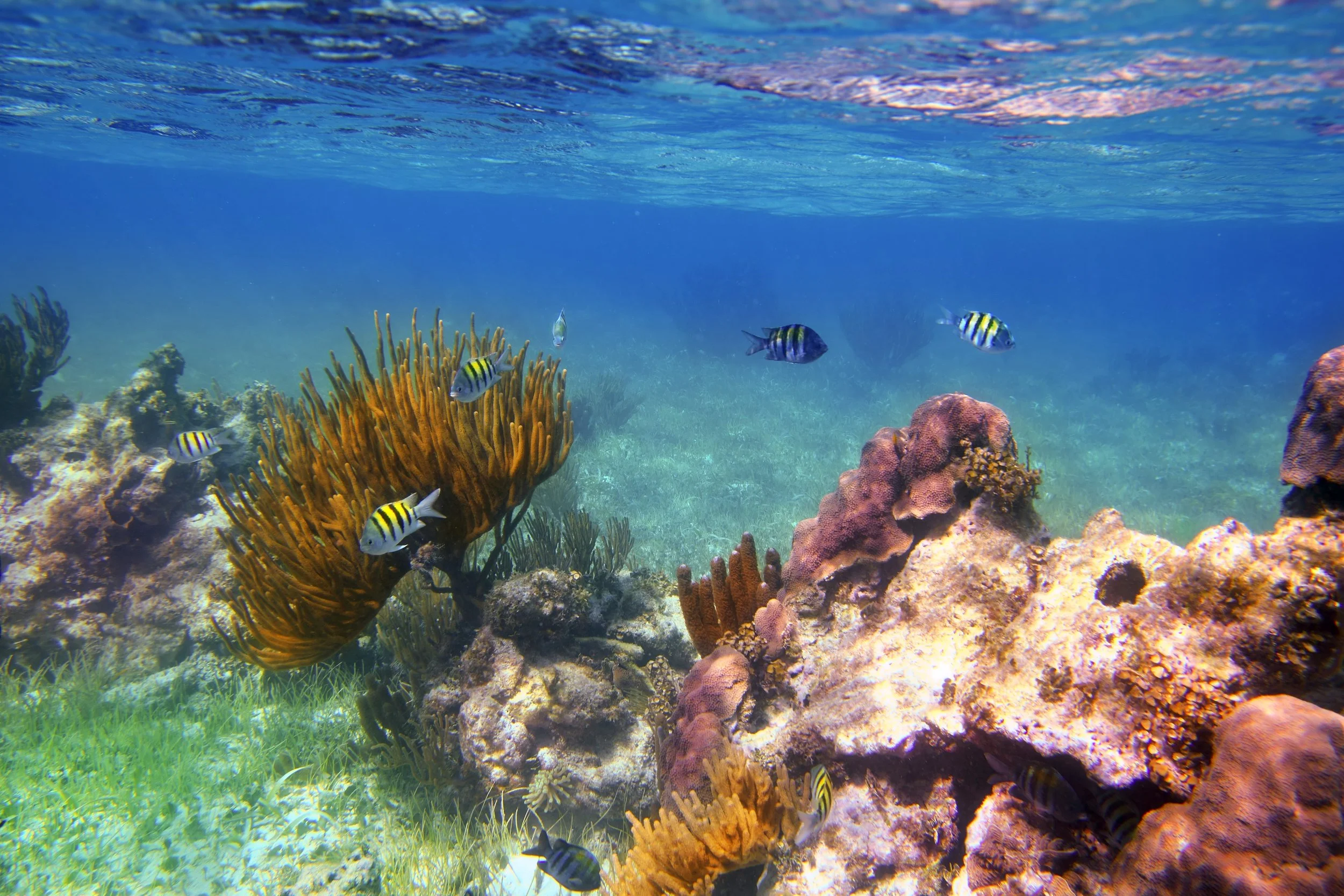 Underwater scene with colorful coral reefs and various tropical fish swimming.