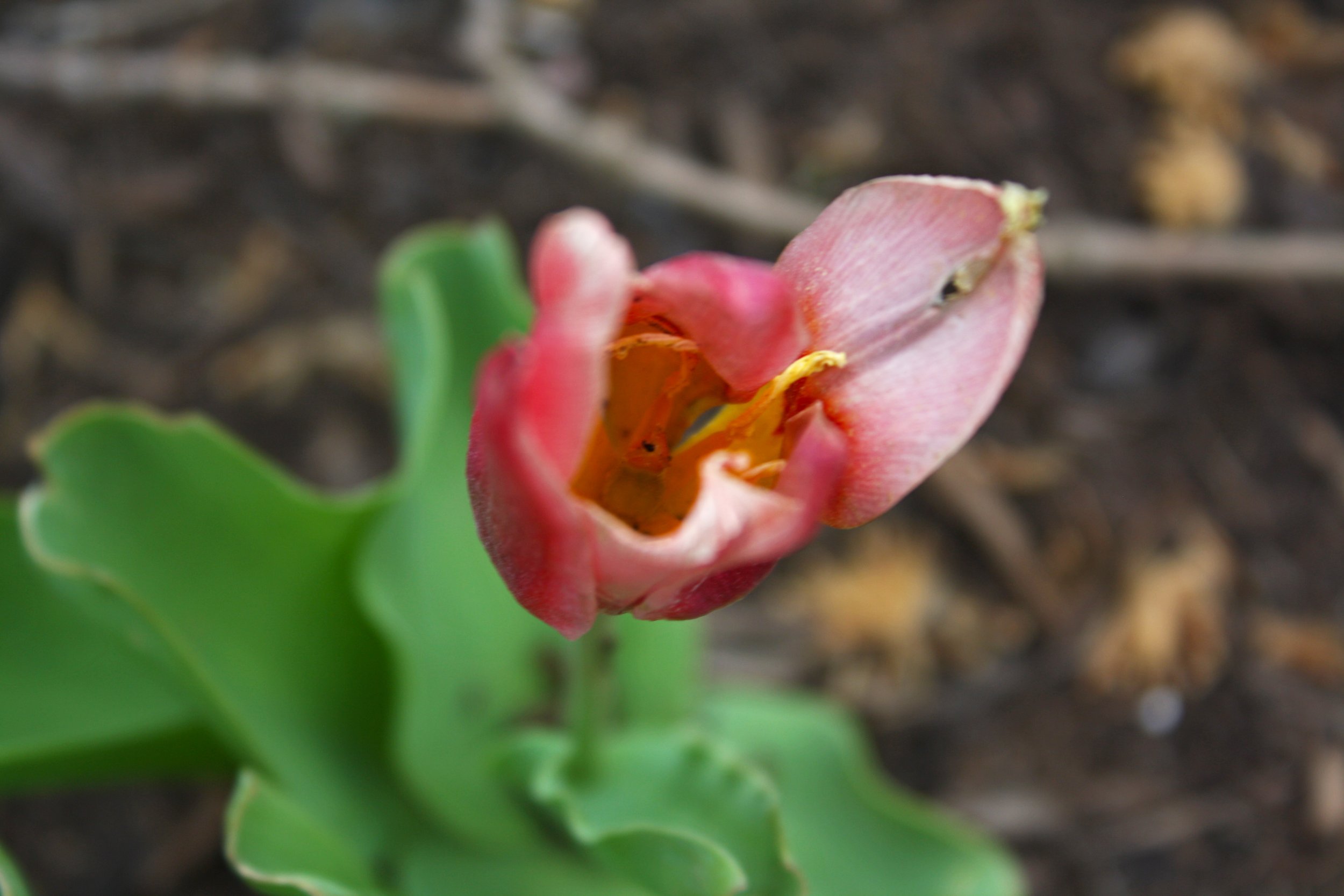 image04-CA.jpg