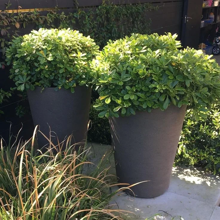 Lush greenery introduces softness and life to the outdoor spaces. Plant elements like these will appear throughout Palomino, growing alongside the space and adding depth, movement, and seasonal change.