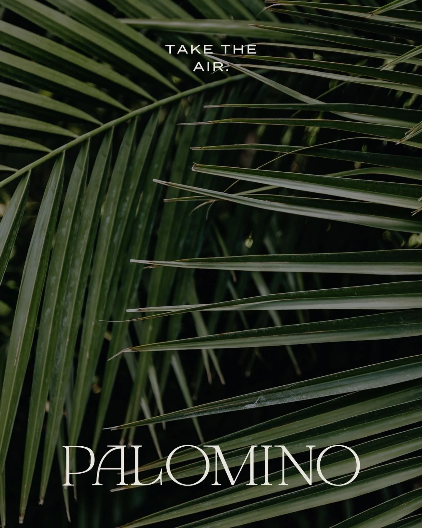 Let the breeze be your invitation.
Take the air &mdash; Palomino opens soon.