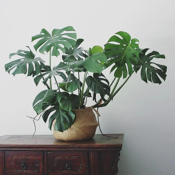 Layered greenery helps soften interiors and outdoor transitions alike. Monstera plants like this offer bold shape and natural rhythm, contributing to an environment that feels relaxed, welcoming, and ever-growing.