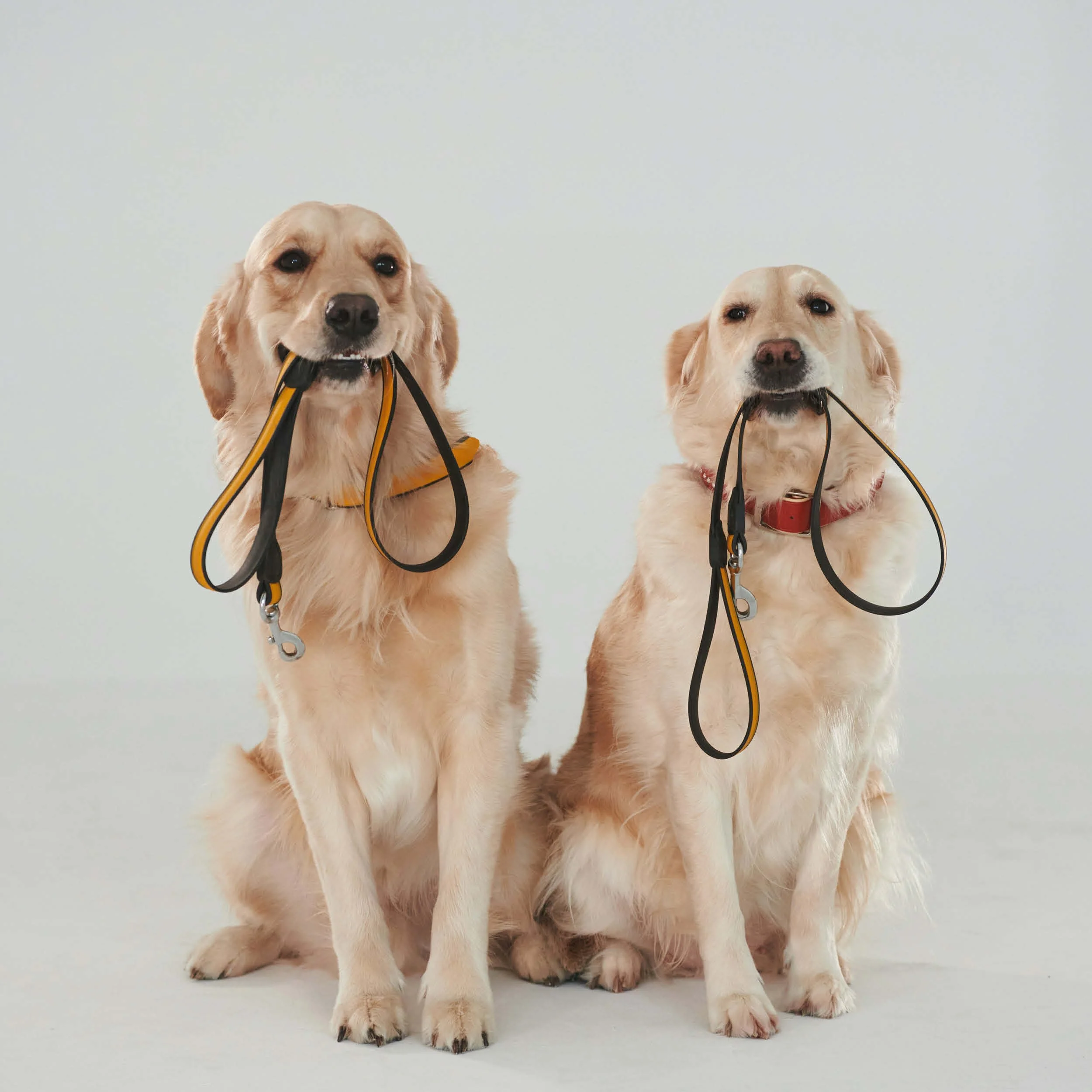 Two golden retriever dogs sitting and holding leashes in their mouths, with a neutral background.