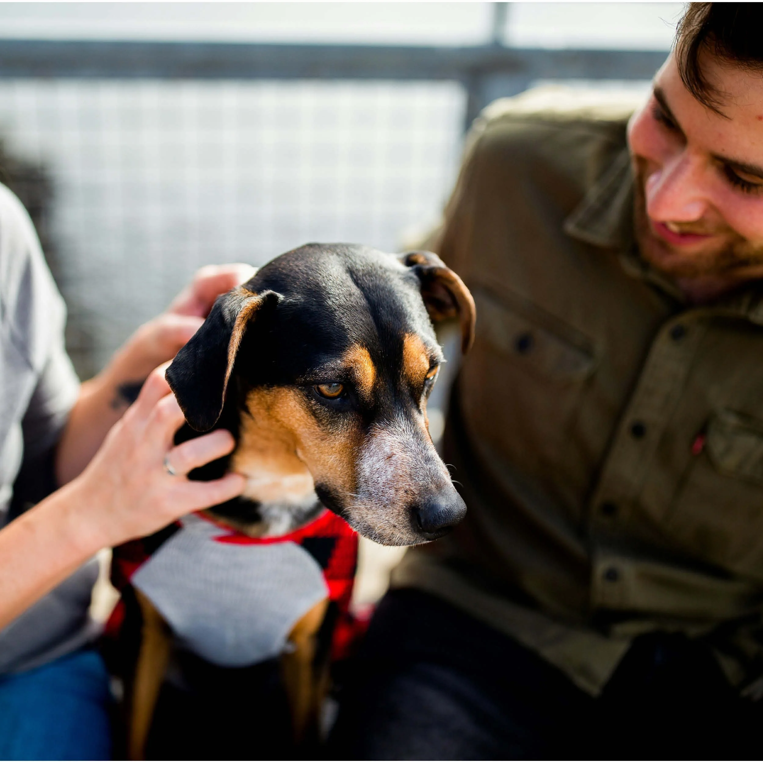 A man and a woman gently petting a brown and black dog with floppy ears, who is wearing a gray and red sweater, in an outdoor setting with a metal railing in the background.
