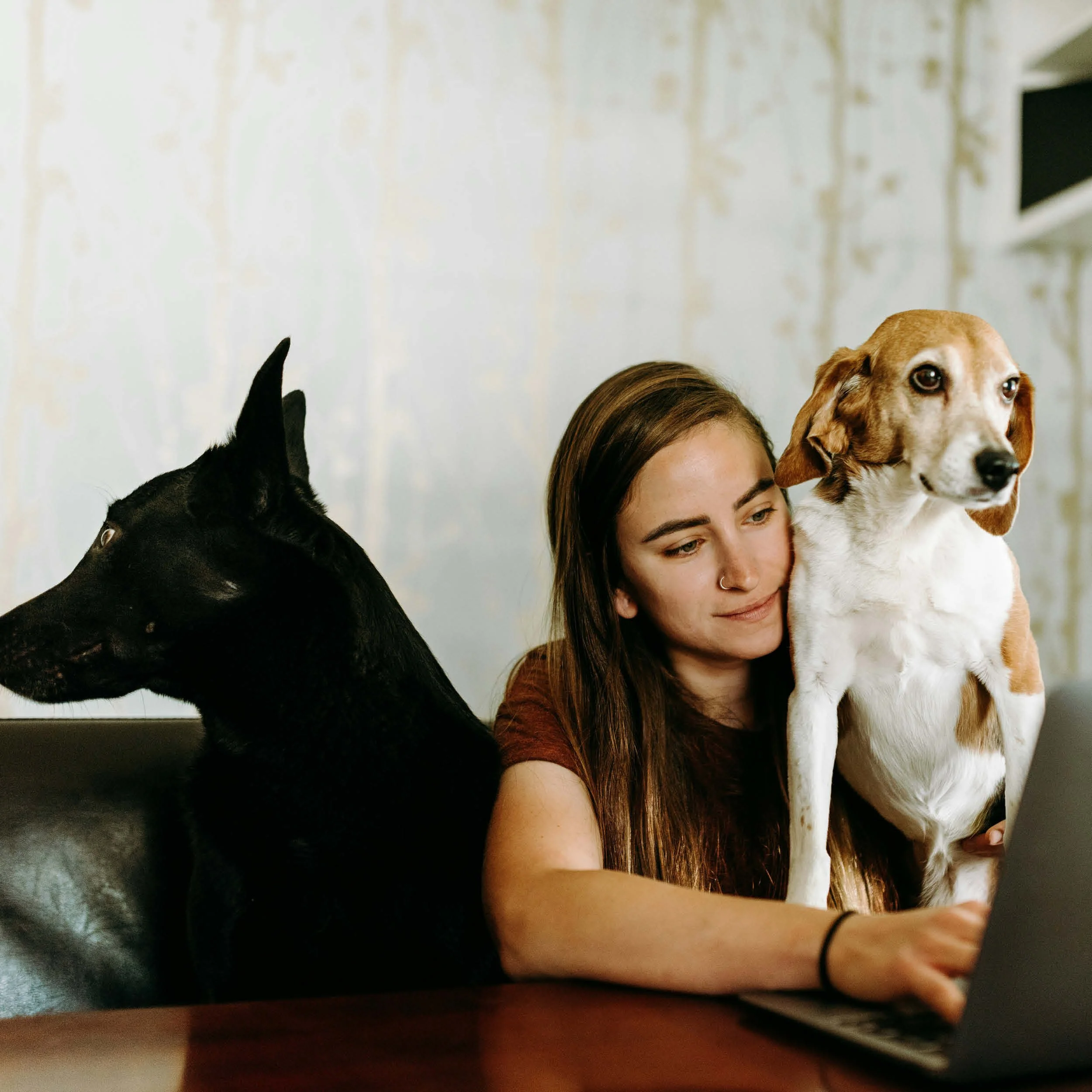 A young woman with two dogs, a black dog sitting on the sofa and a brown and white dog sitting on her lap, looking at a laptop.