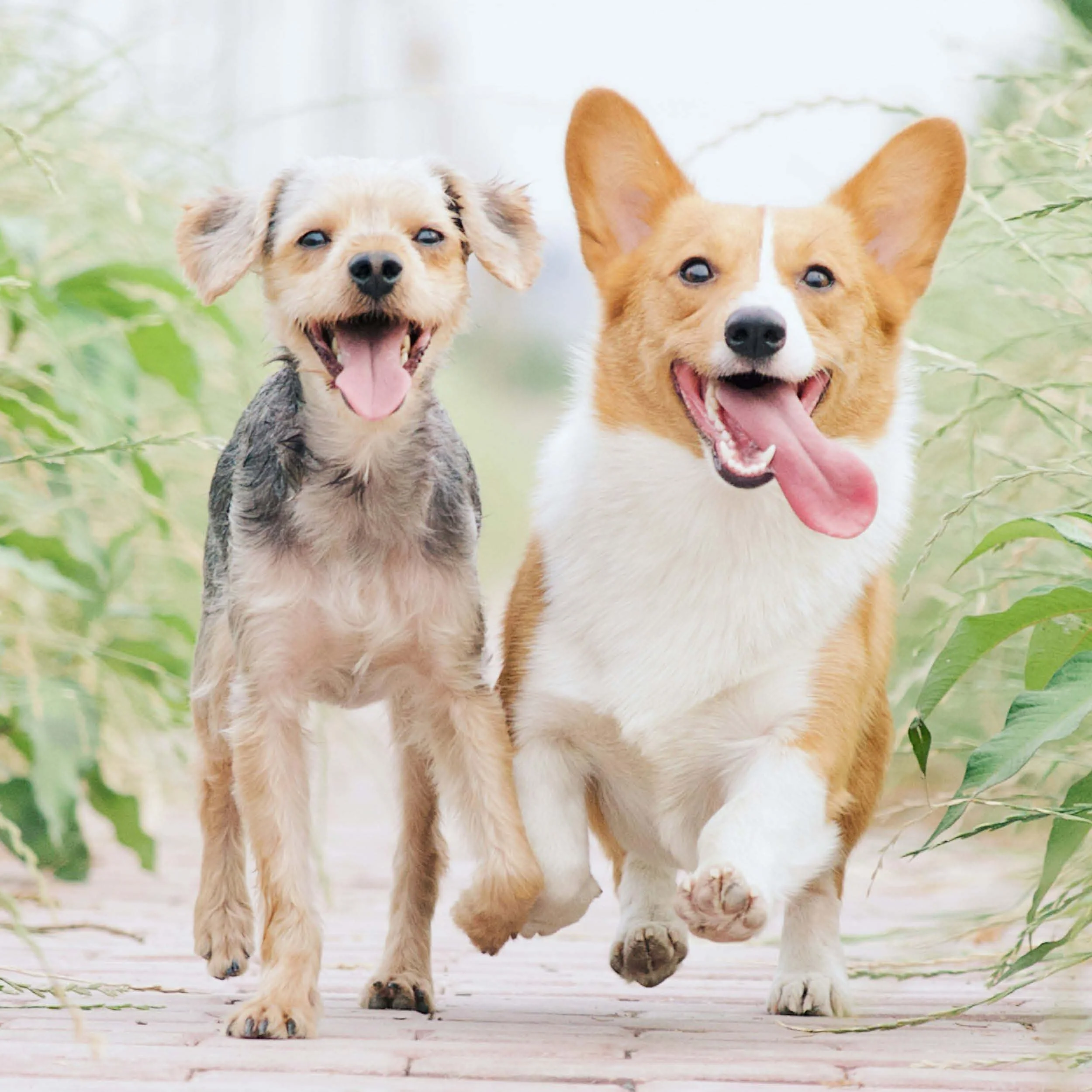 Two happy dogs, a small mixed breed and a Pembroke Welsh Corgi, running outdoors on a wooden path surrounded by green plants.