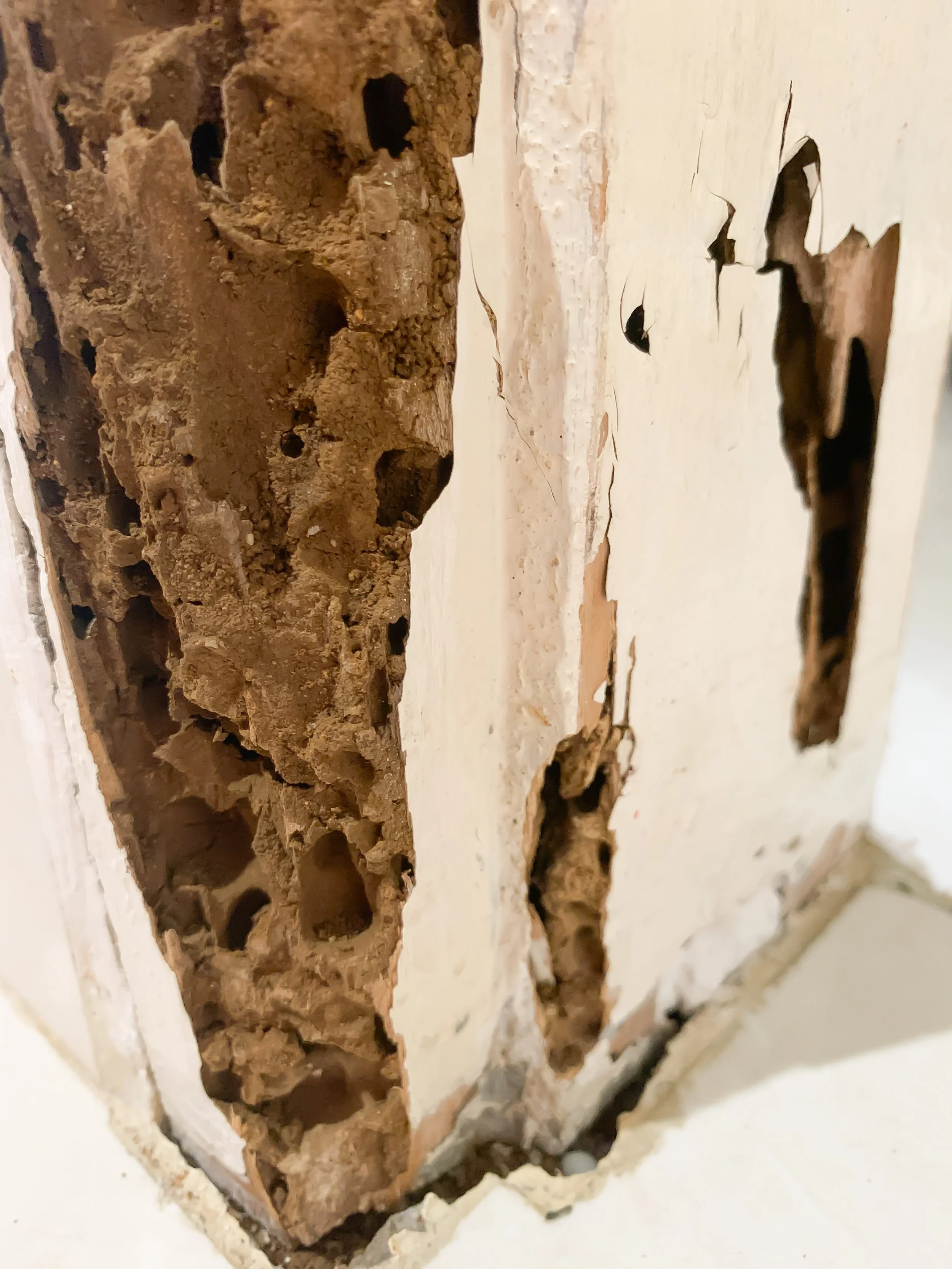 Termite Timber Pest Inspection