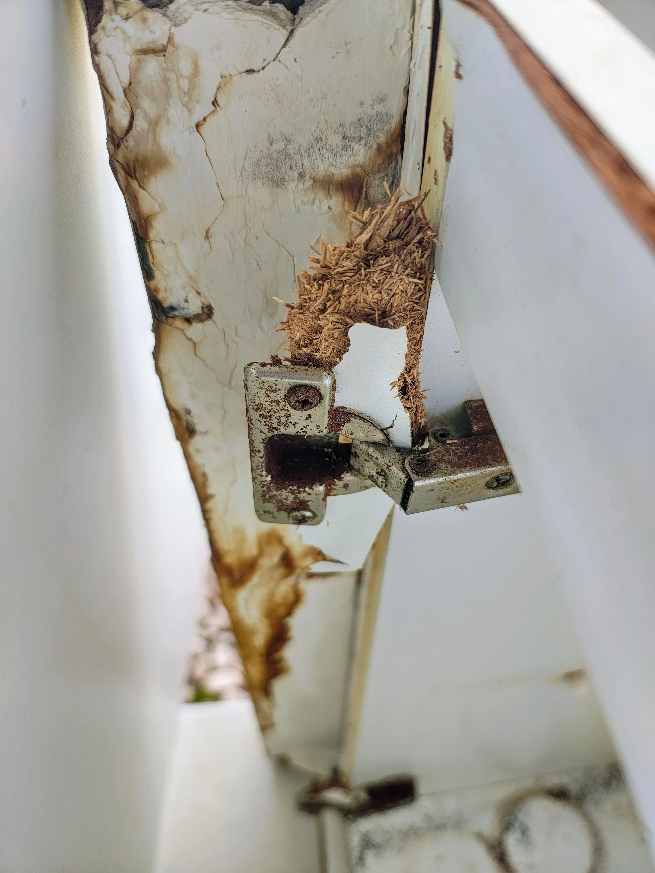 Termites