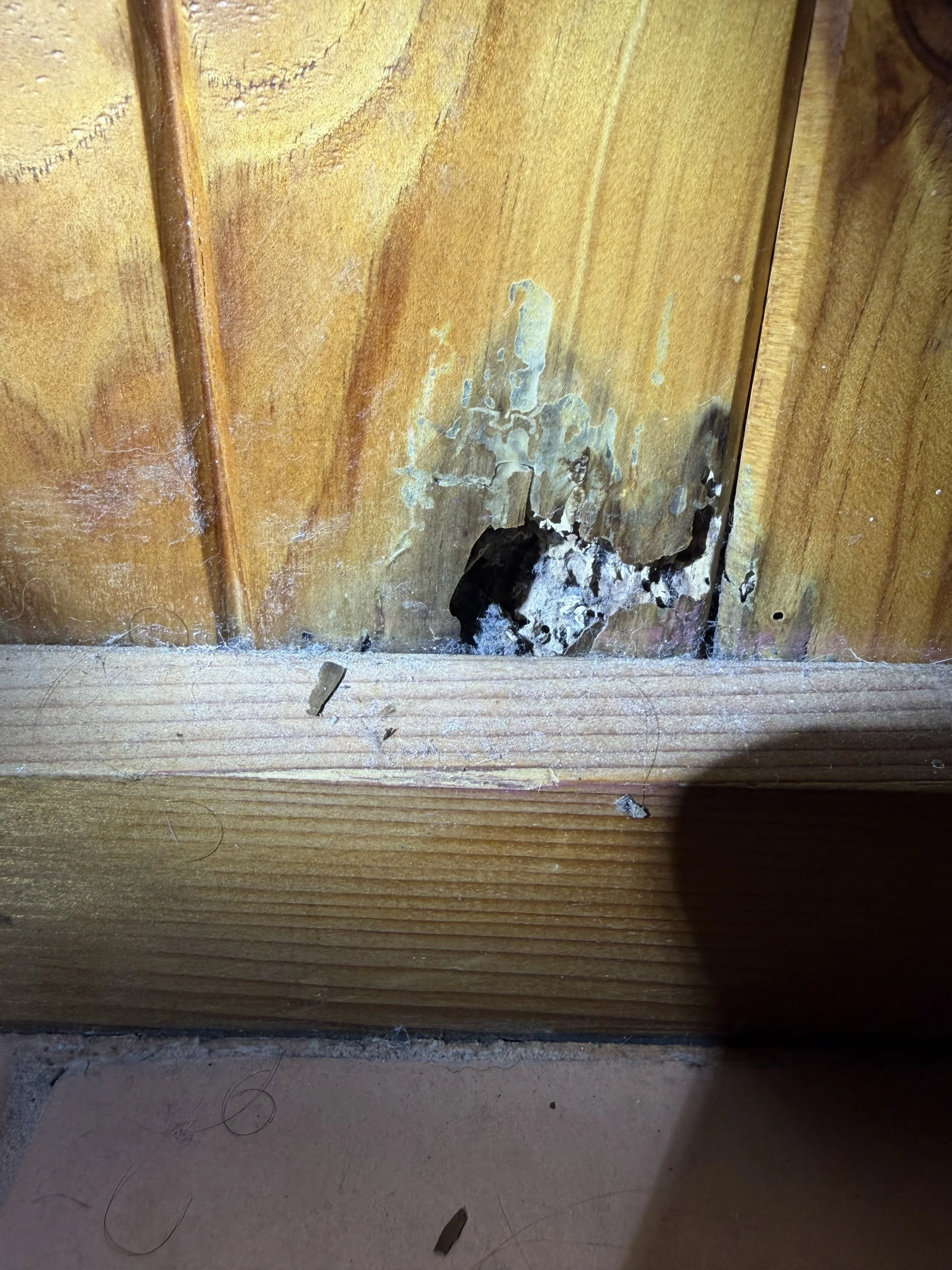 Termite Pest Damage