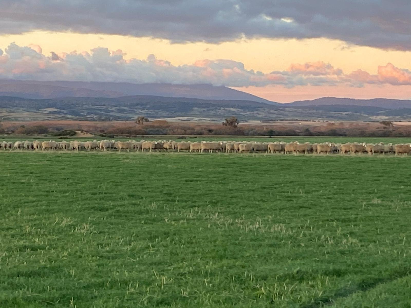 A herd of sheep grazing on a grassy field with hills and mountains in the distance under a partly cloudy sky at sunset.