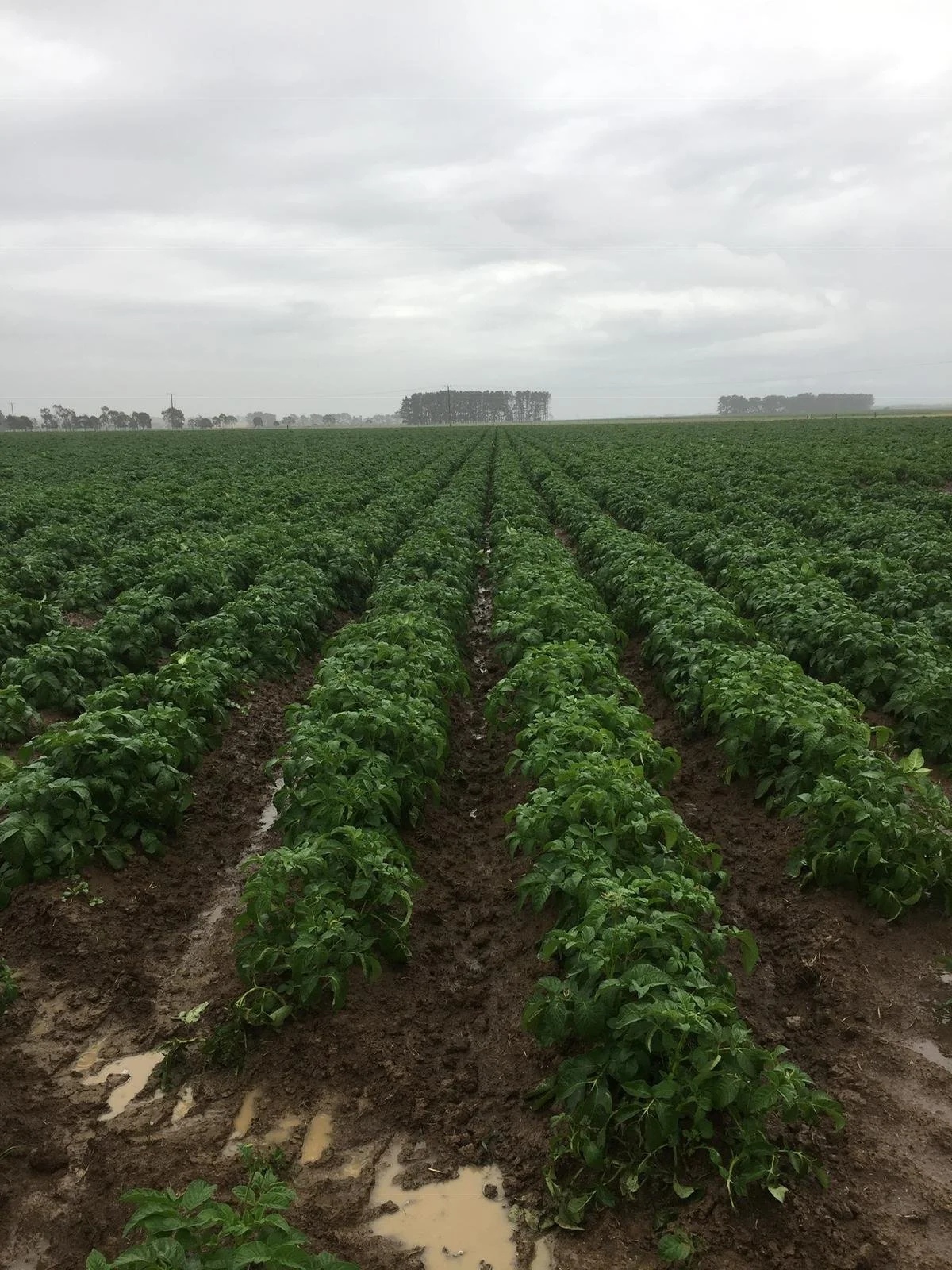 A large agricultural field with green crops growing in neat rows, wet soil visible between the rows, and cloudy overcast sky above.