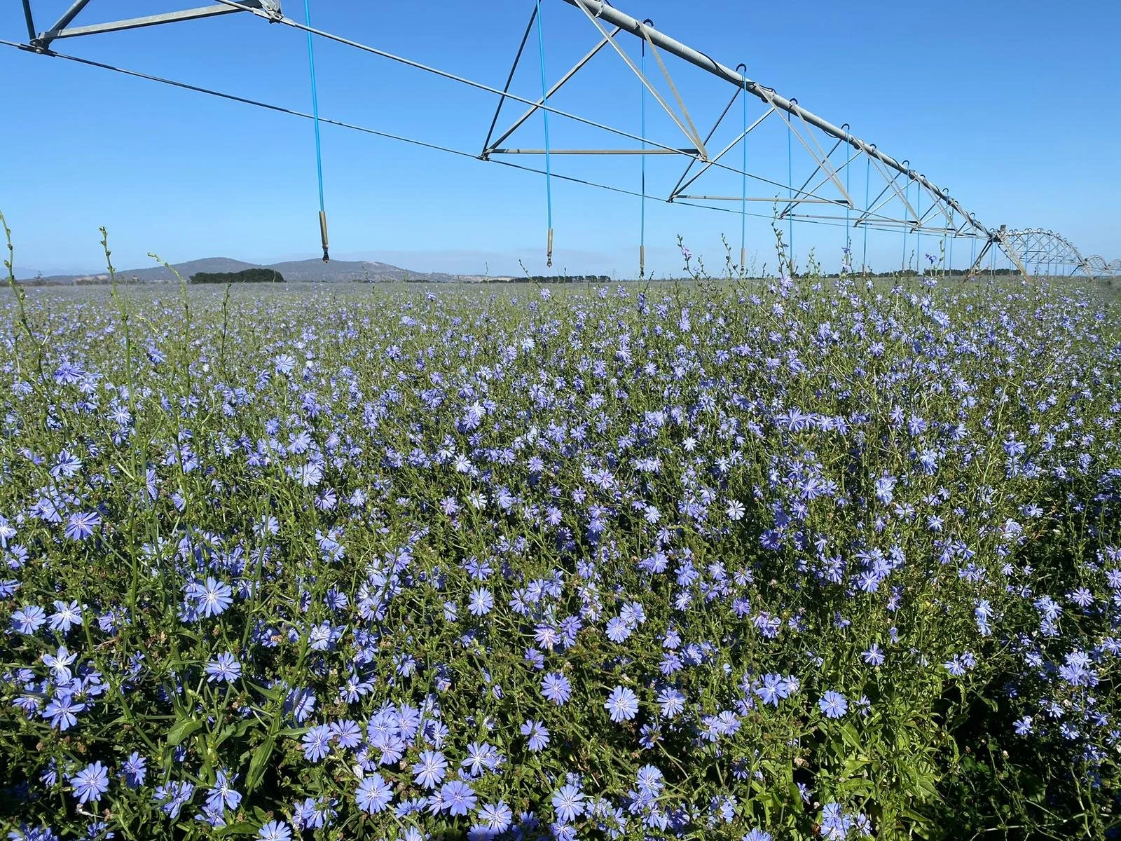 A field of purple flowers under a clear blue sky, with a large irrigation system overhead.