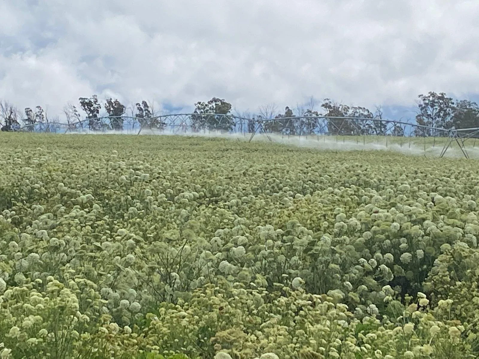 A large field of white flowers under a cloudy sky with spray irrigation system overhead.