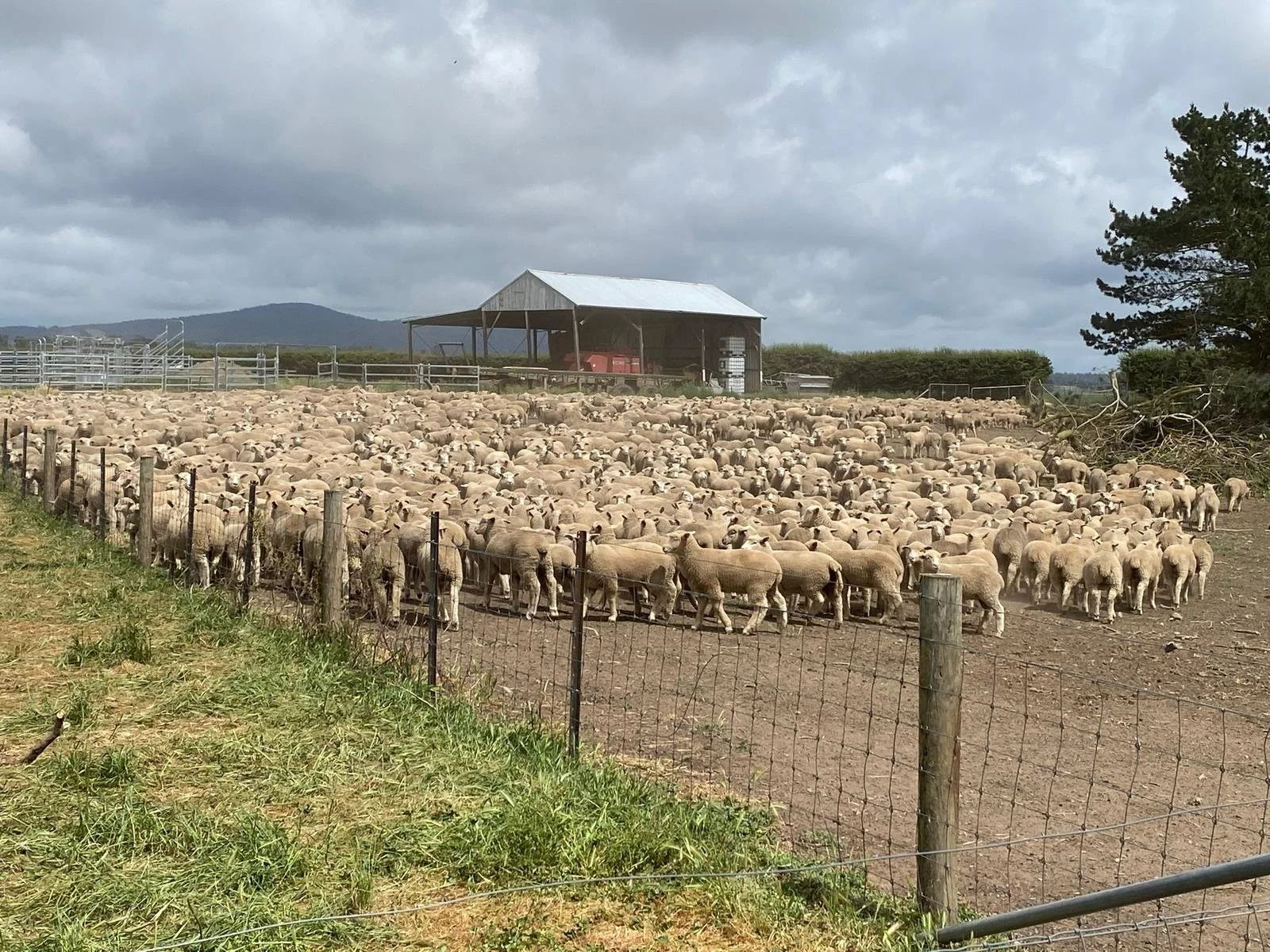 A large flock of sheep in a fenced pasture with a barn and mountains in the background under a cloudy sky.