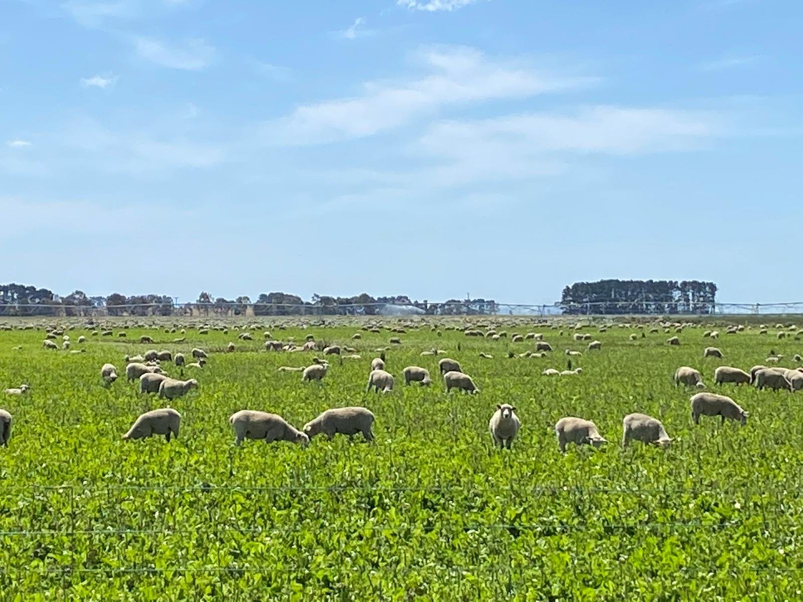 A field of green grass with numerous sheep grazing under a blue sky with some clouds.