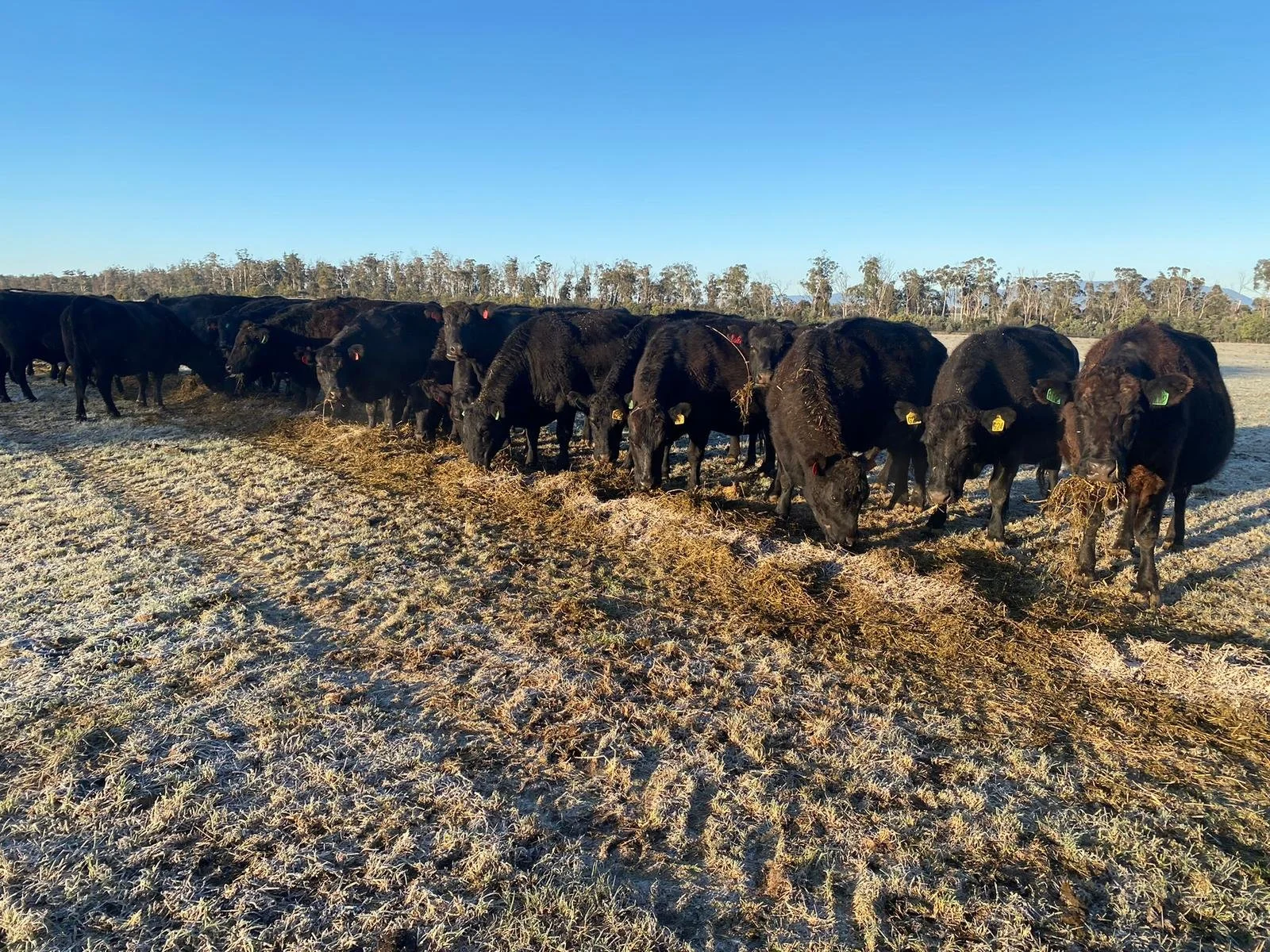 A herd of black cattle standing and eating on a frosty field during sunrise or sunset, with a line of trees in the background.