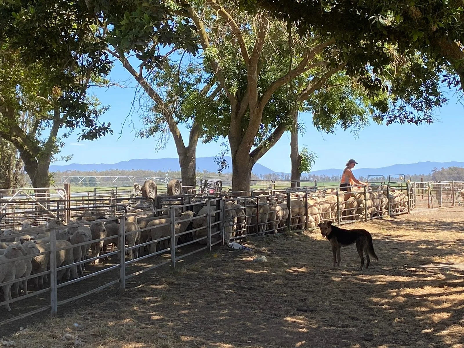 Livestock