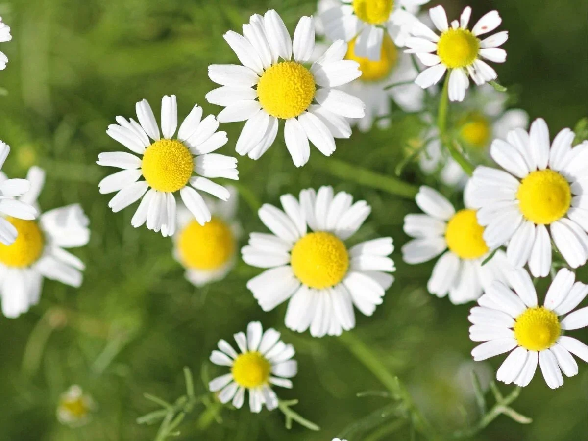 chamomile-closeup.jpg