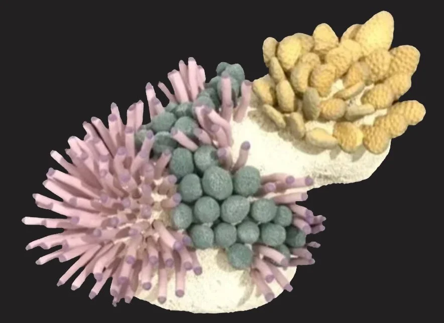 "Coral Reminders 36" 2021, clay, mason stains, matte underglazes (5 x 8 x 13") 