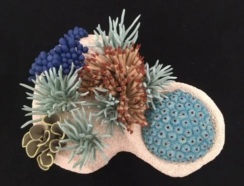 "Coral Reminders 47" 2022, clay, mason stains, underglazes (5 x 14 x 11")