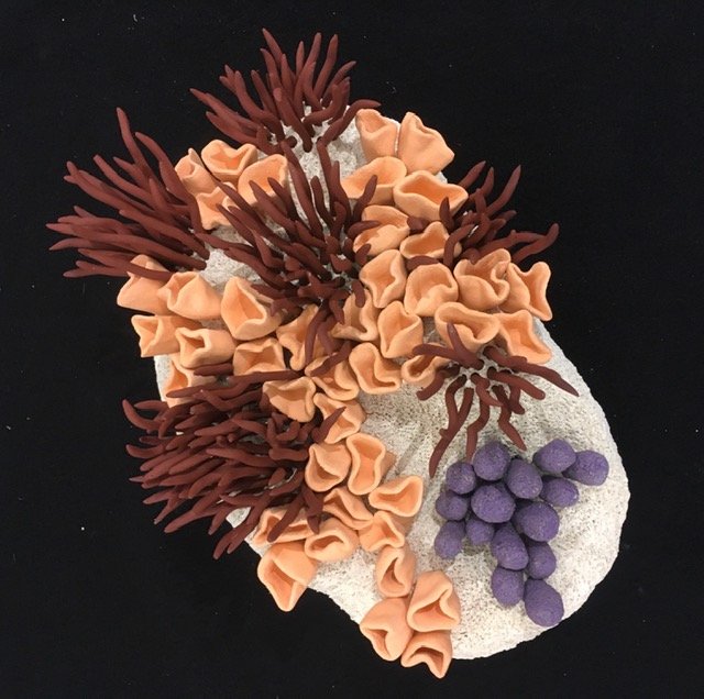 "Coralized 51" 2021, clay, mason stains, underglazes (5 x 12 x 9")