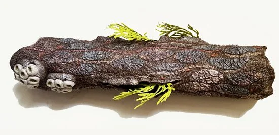 "Epiphytes 3"  2023, wool roving, cotton fabric, embroidery thread, gauze (24 x 7 x 5")